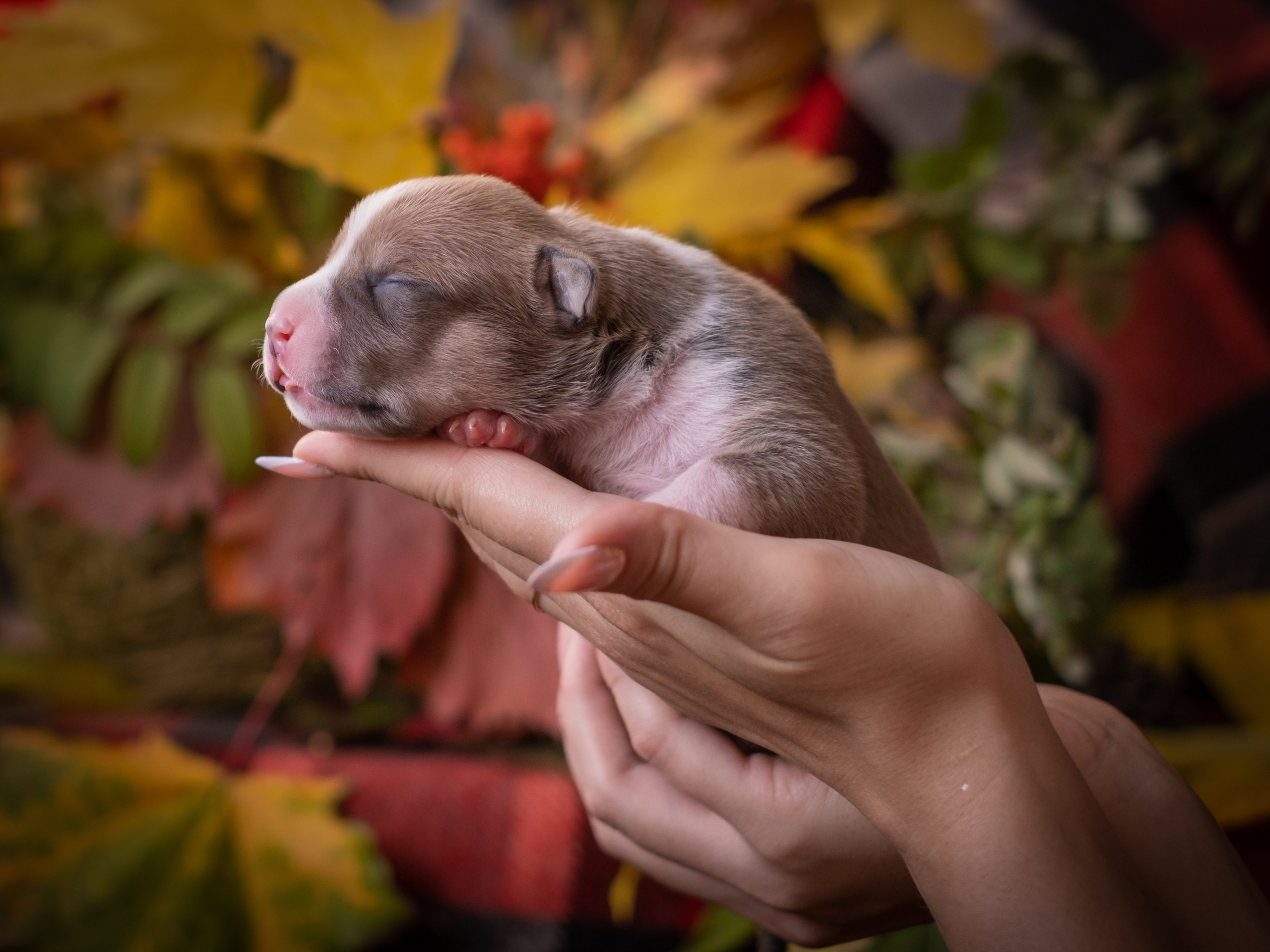 Новорожденные АСТ для Алиночки). Зоофотограф, фотограф животных в Москве и области Дина Дамоцева