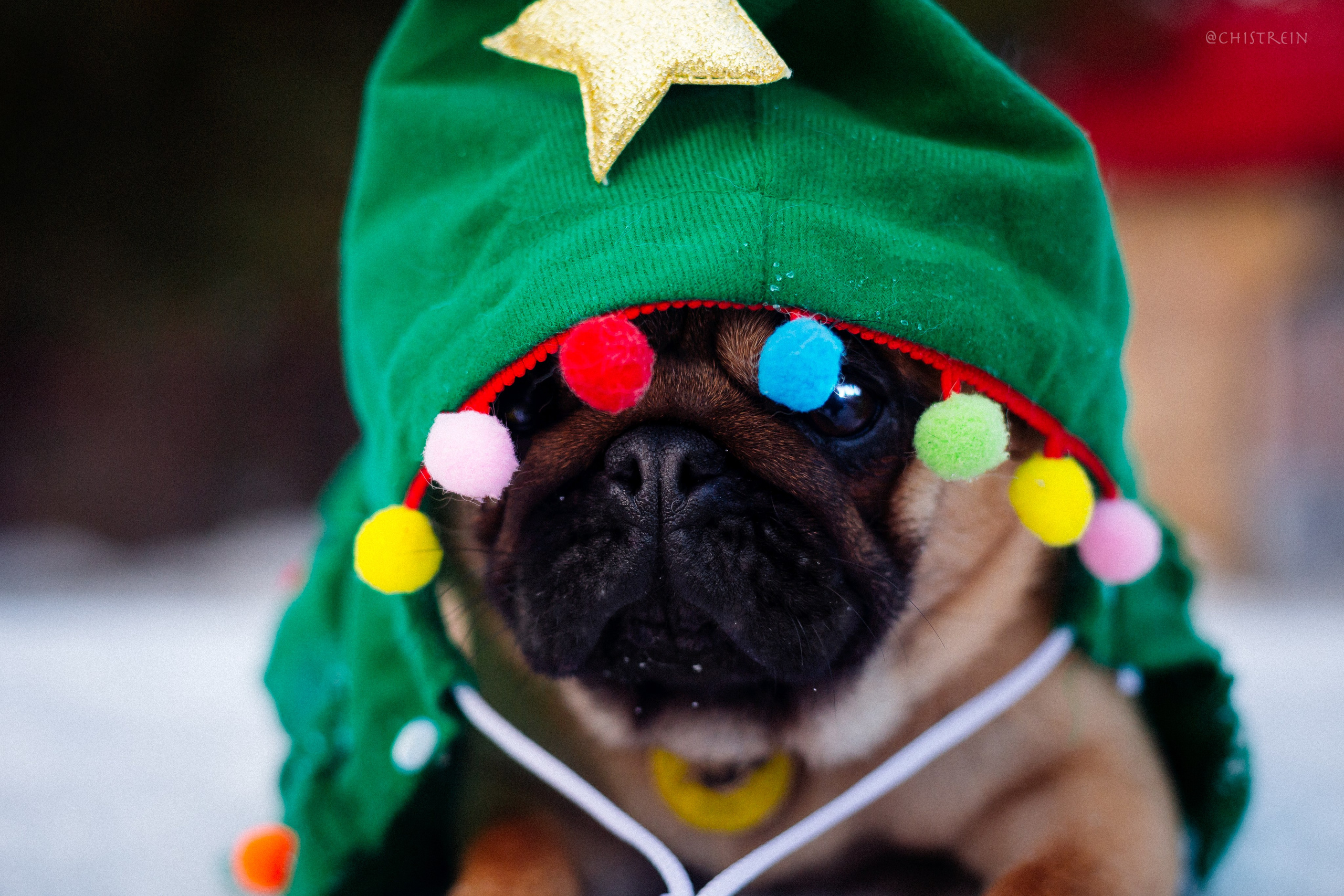 Новогоднее настроение. Роза. Фотограф-анималист Наталия Чистюхина в г. Сосновый Бор и ЛО