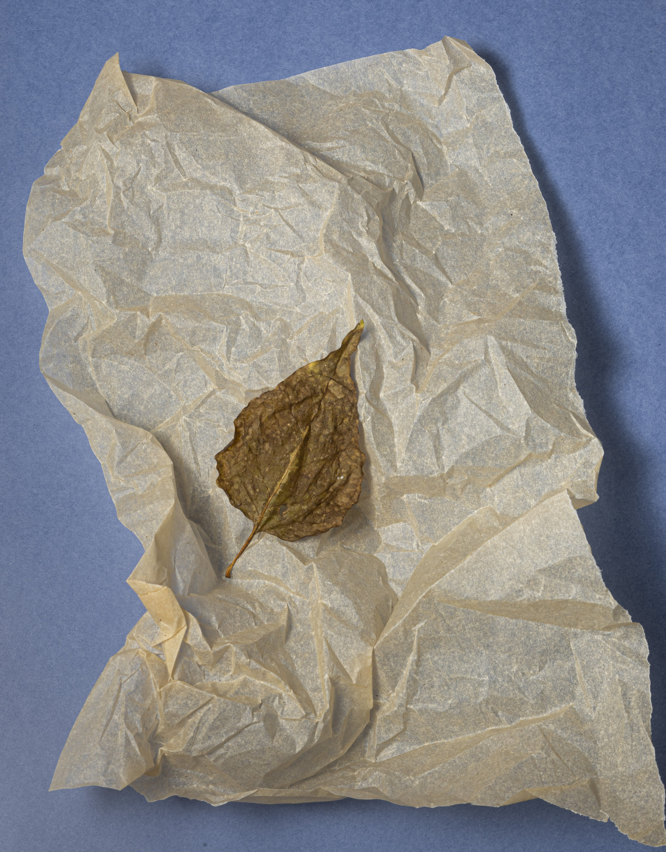 Фотограф Алексей Куликов в Ярославле