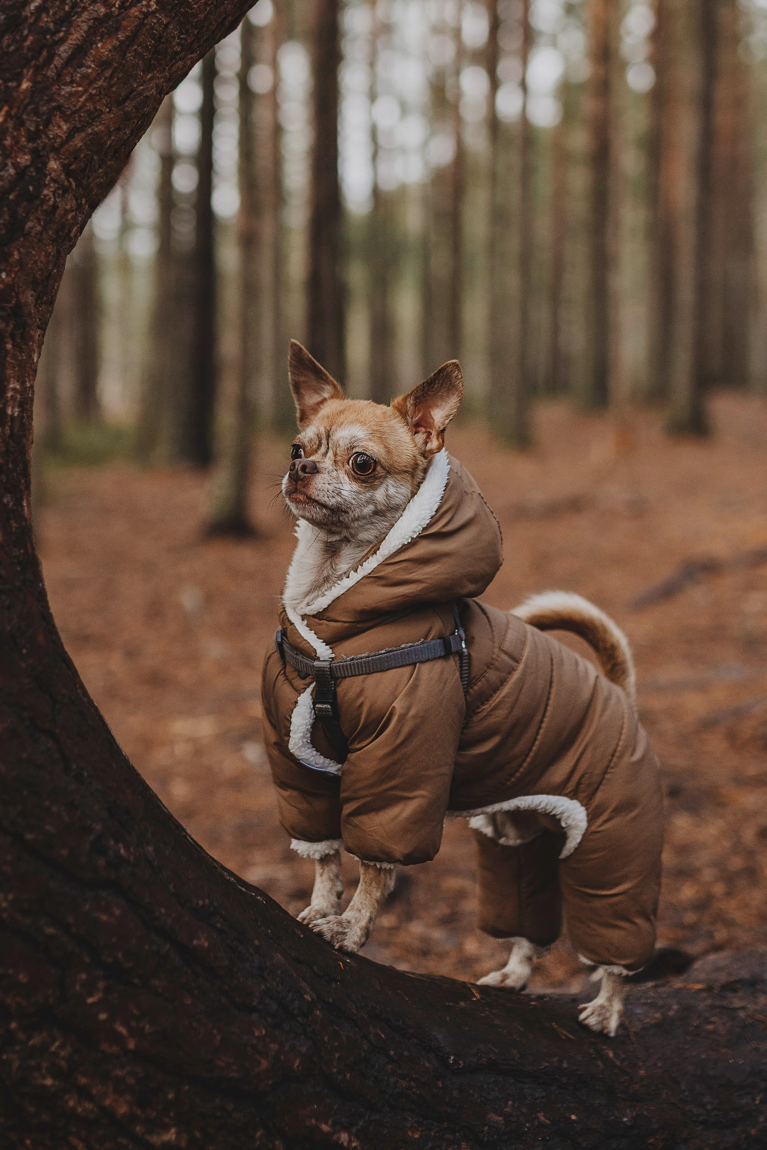 Наталия и Боря. Фотограф анималист в Спб недорого Олеся Майорова