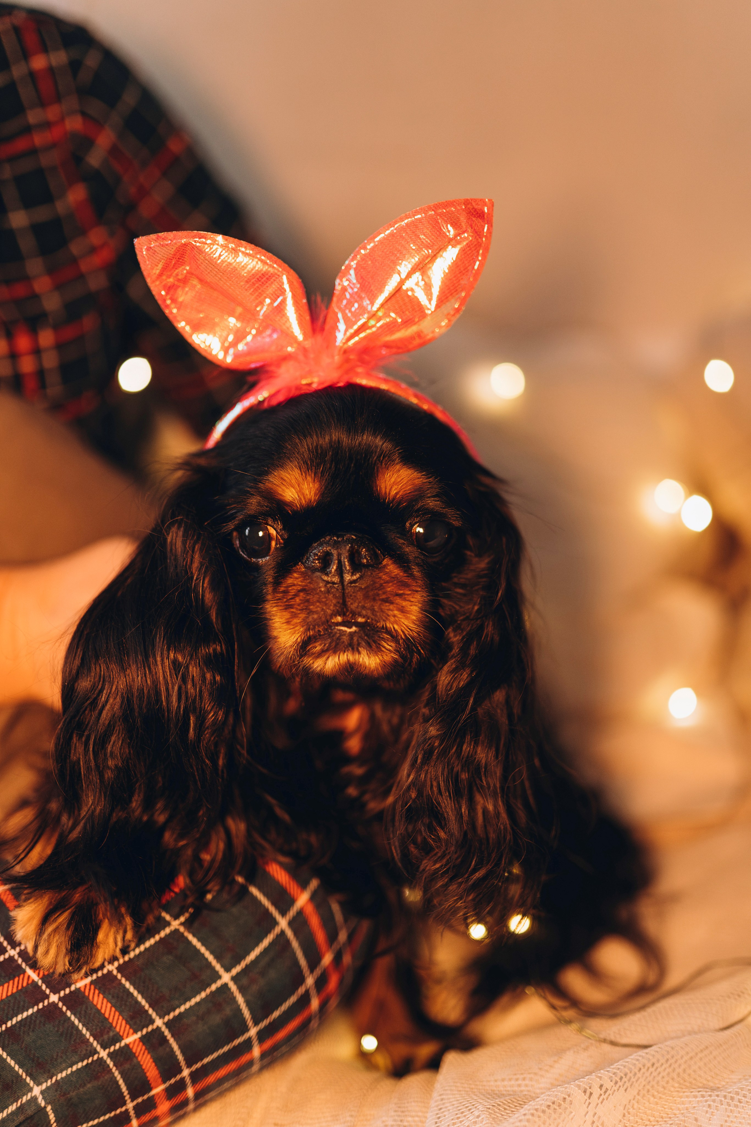 Ариша и её семья. Фотограф анималист в Спб недорого Олеся Майорова