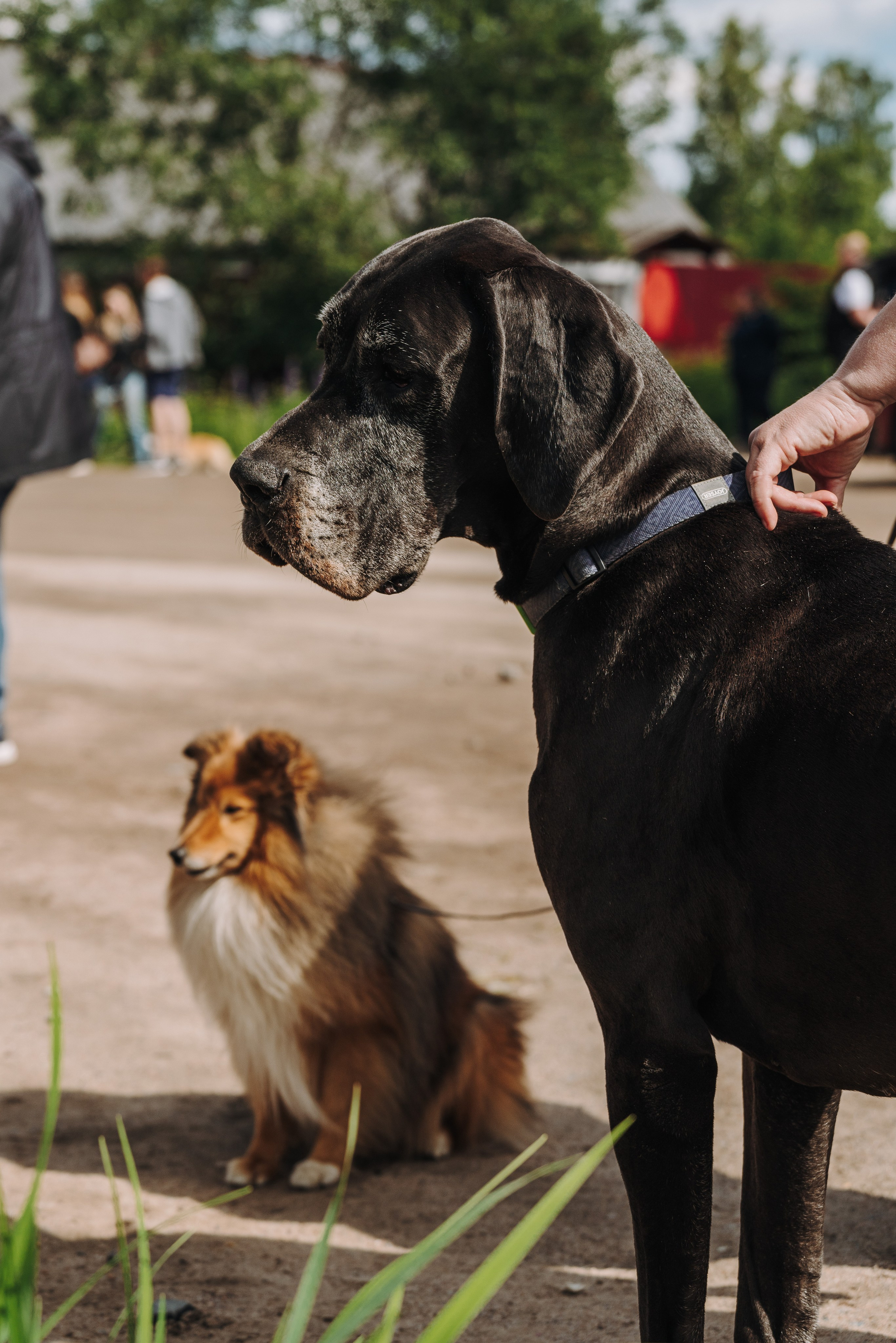 Соревнования по ноузворку. Фотограф анималист в Спб недорого Олеся Майорова