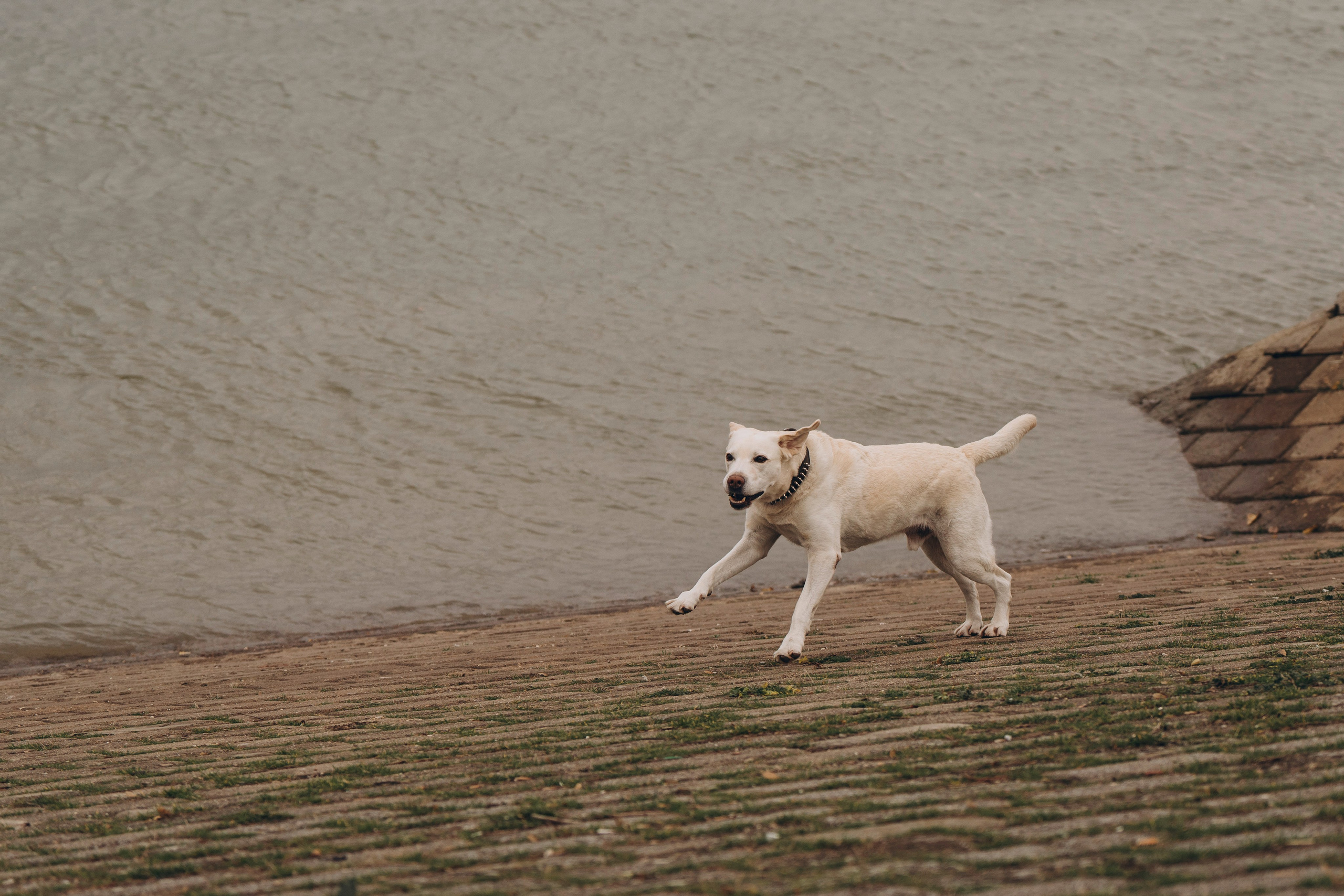 Вати, Лена и Леван. Фотограф анималист в Спб недорого Олеся Майорова
