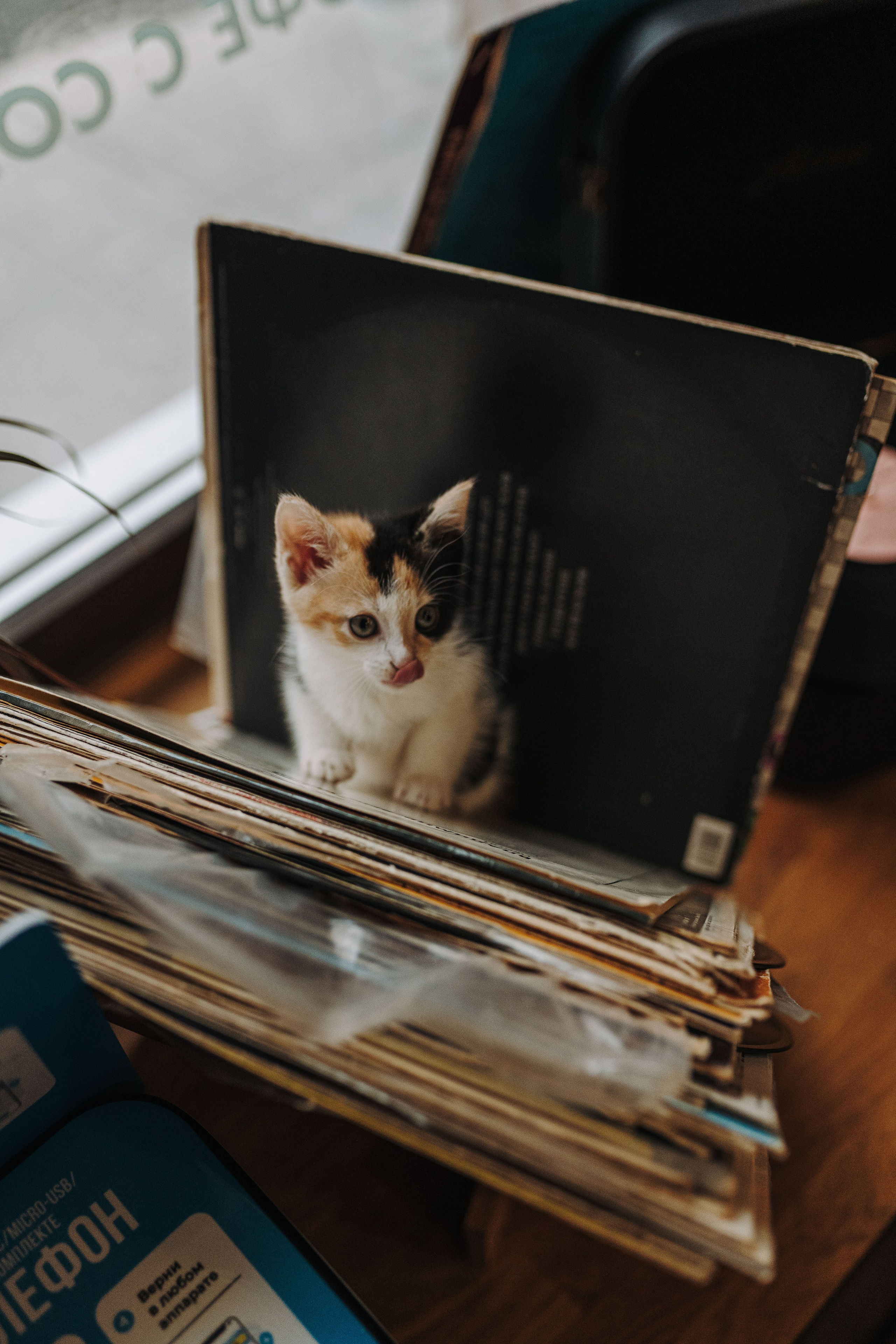 Соник. Фотограф анималист в Спб недорого Олеся Майорова