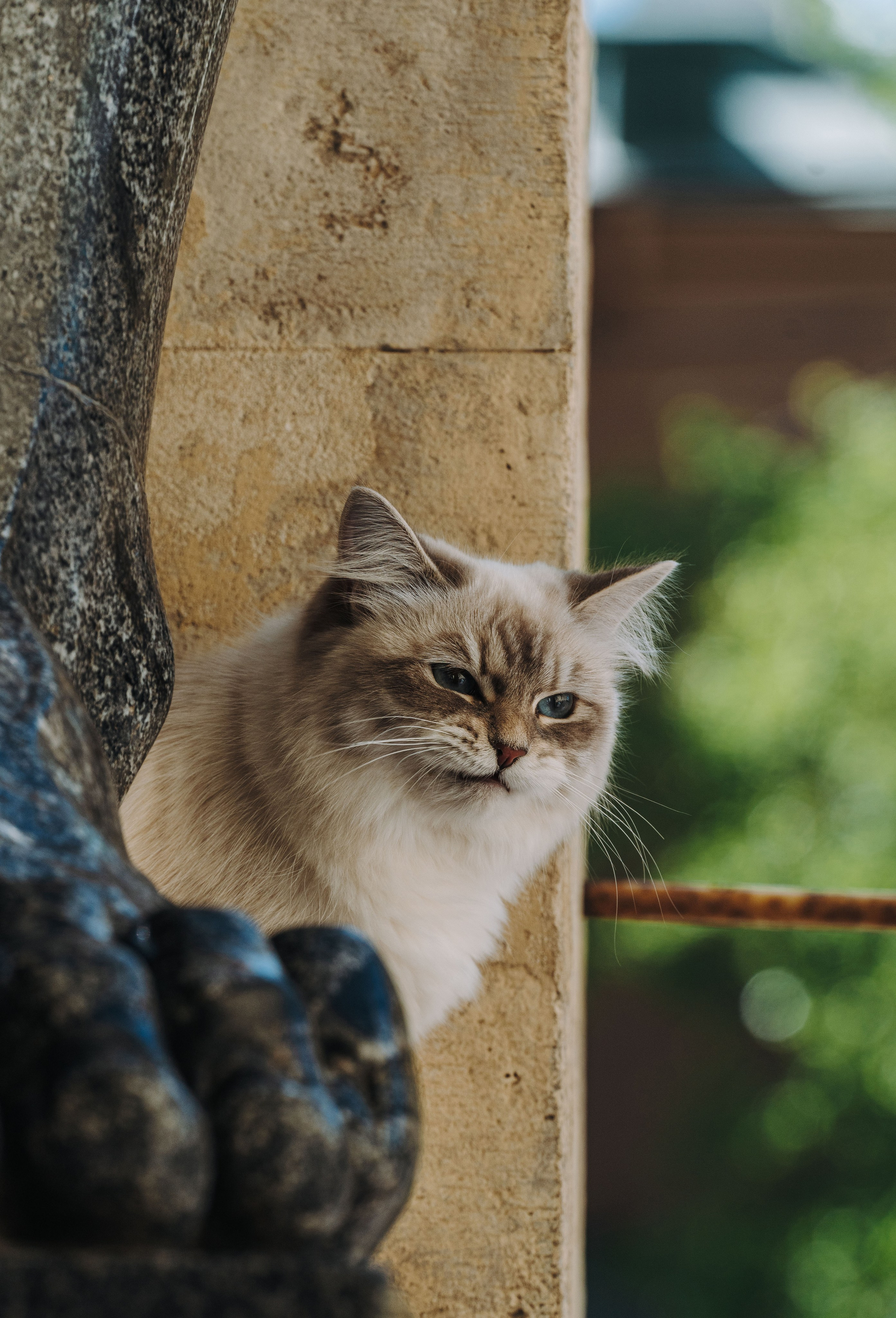 Сильвия, Полина и Никита. Фотограф анималист в Спб недорого Олеся Майорова