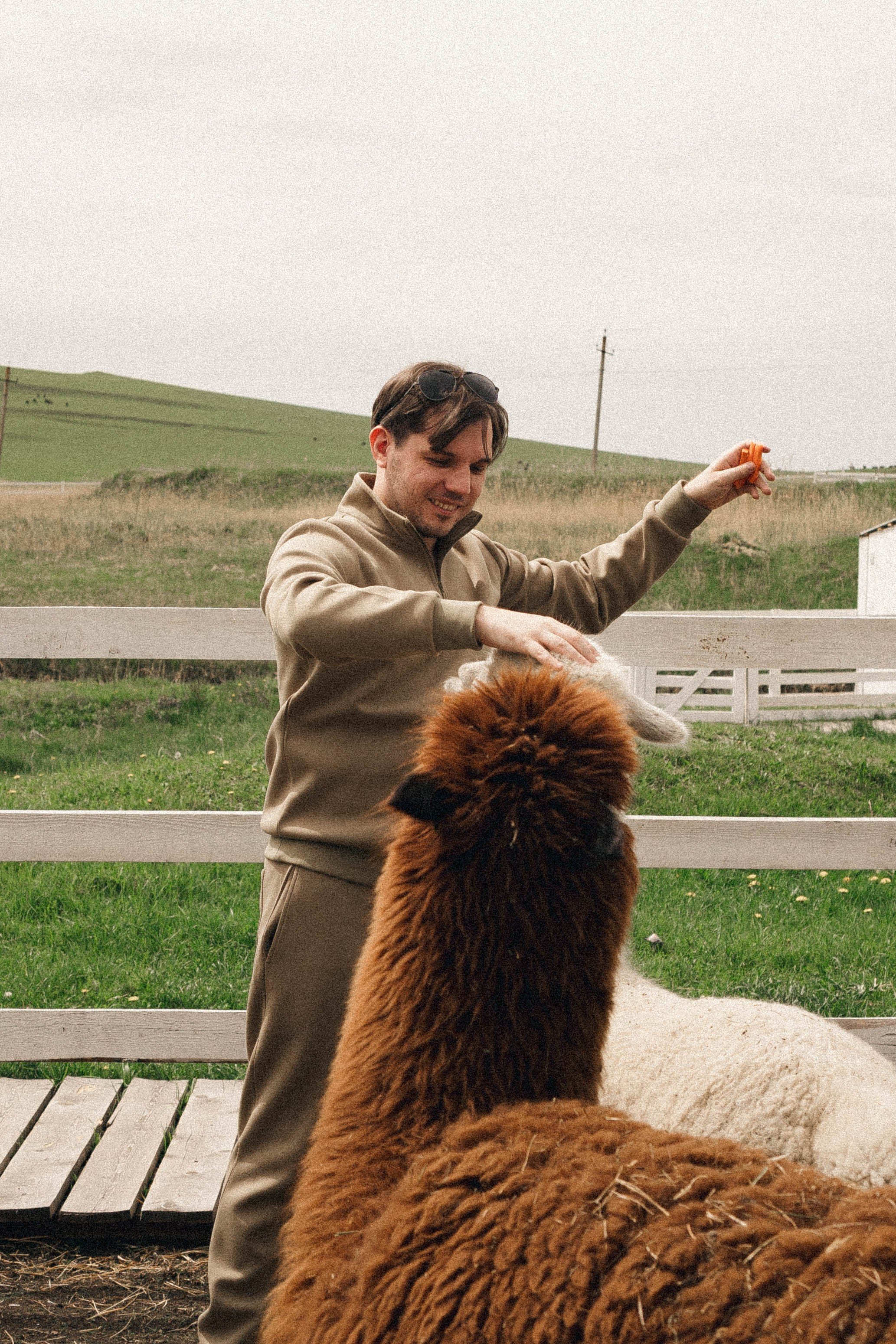 Ферма Альпак. Профессиональный фотограф, Санкт-Петербург — Виктория Богомолова
