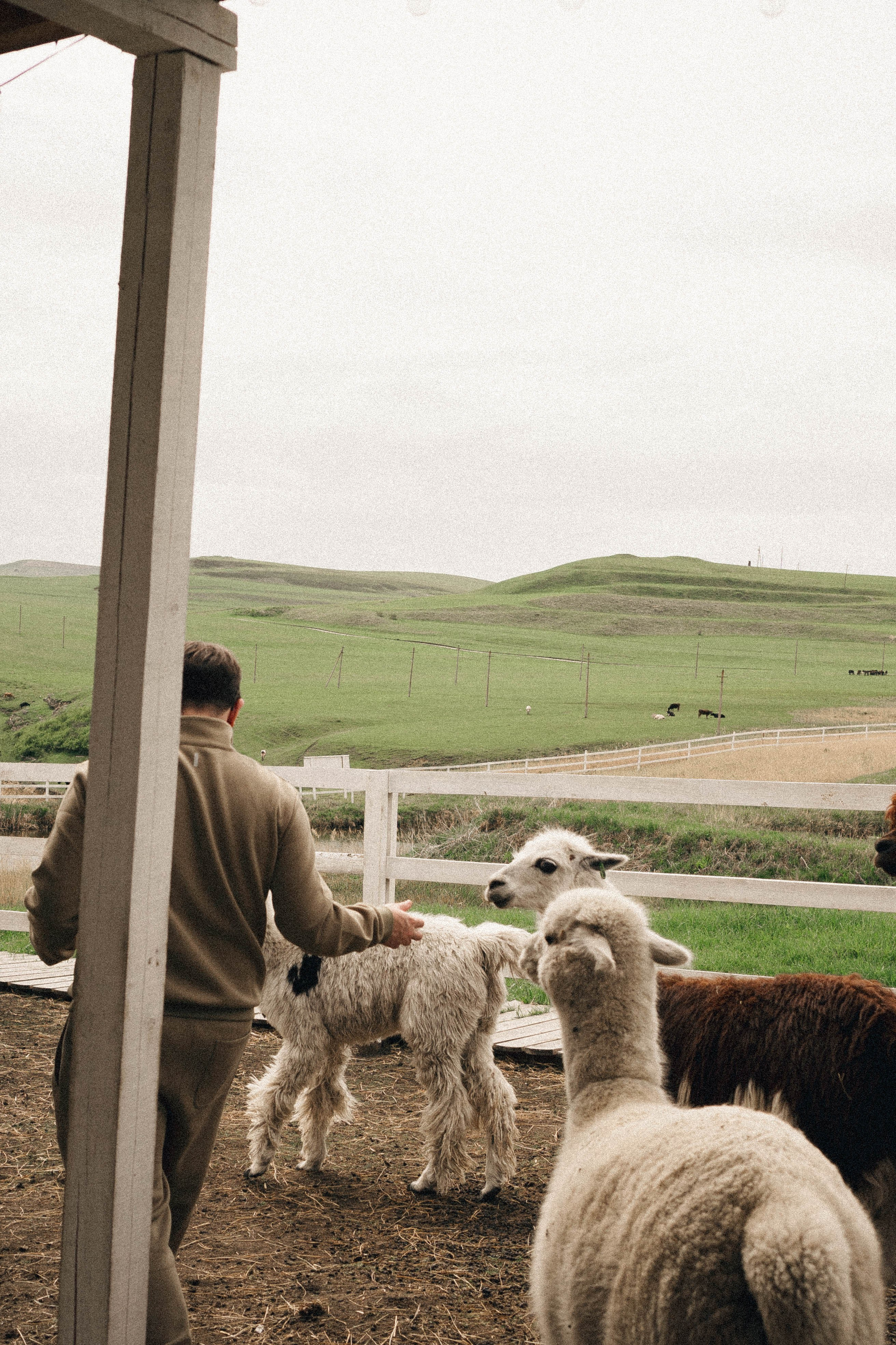 Ферма Альпак. Профессиональный фотограф, Санкт-Петербург — Виктория Богомолова