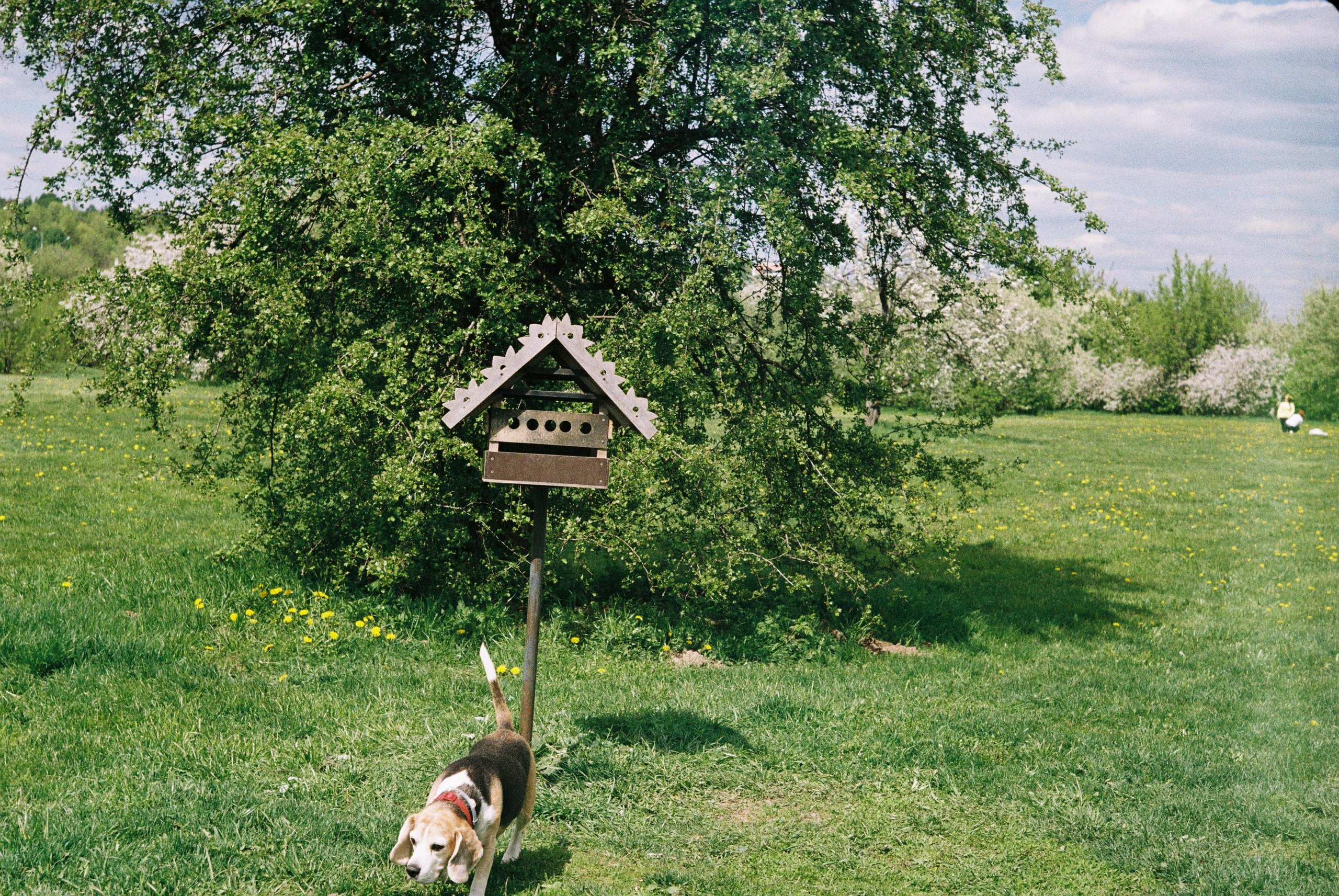 Весна. Плёнка. Катя. Фотограф Денис Кириллов