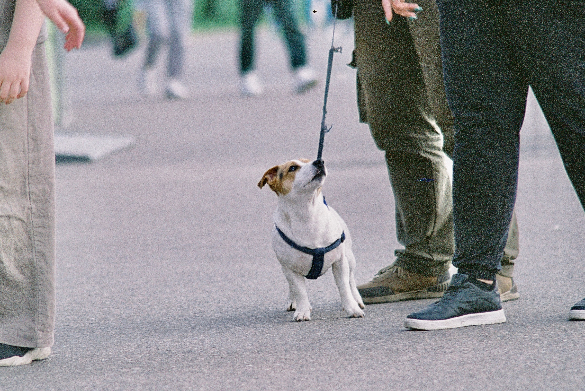 Плёночная фотография. Фотограф Денис Кириллов