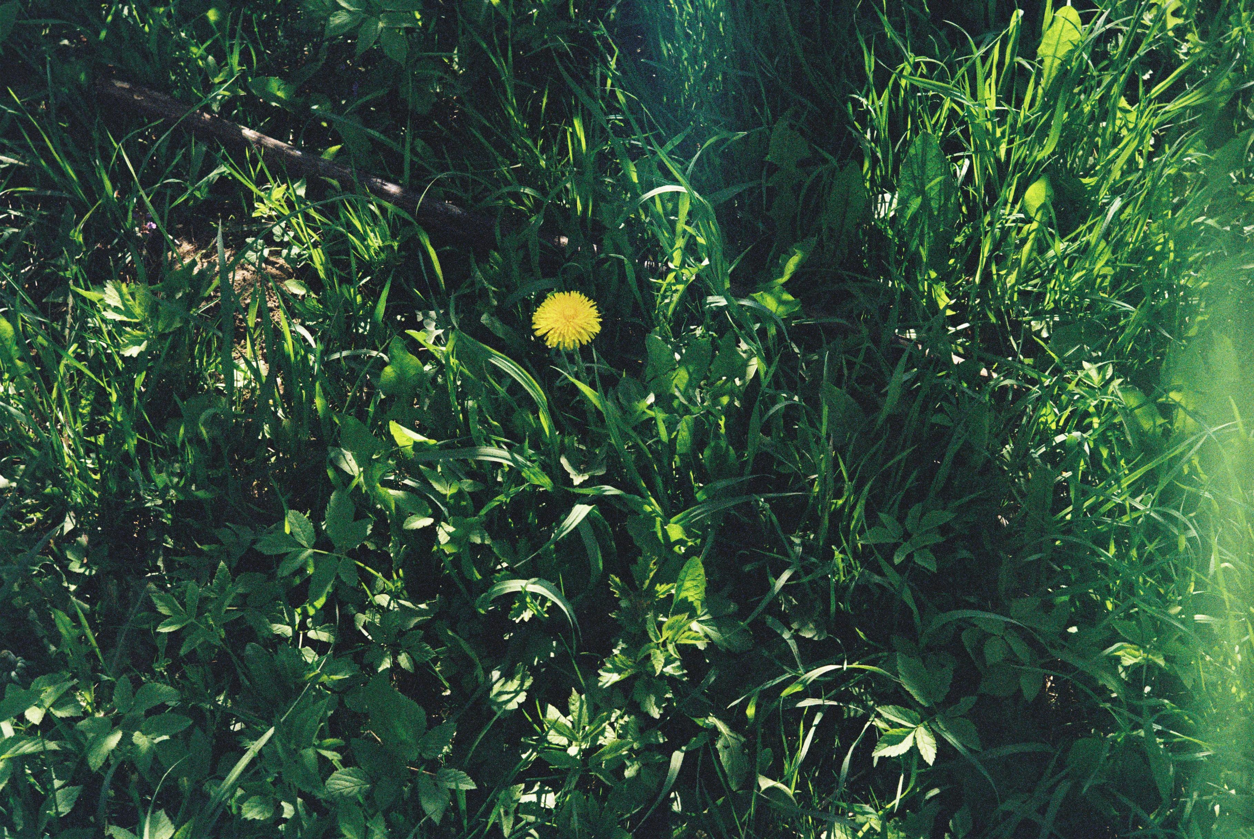 Весна. Плёнка. Катя. Фотограф Денис Кириллов