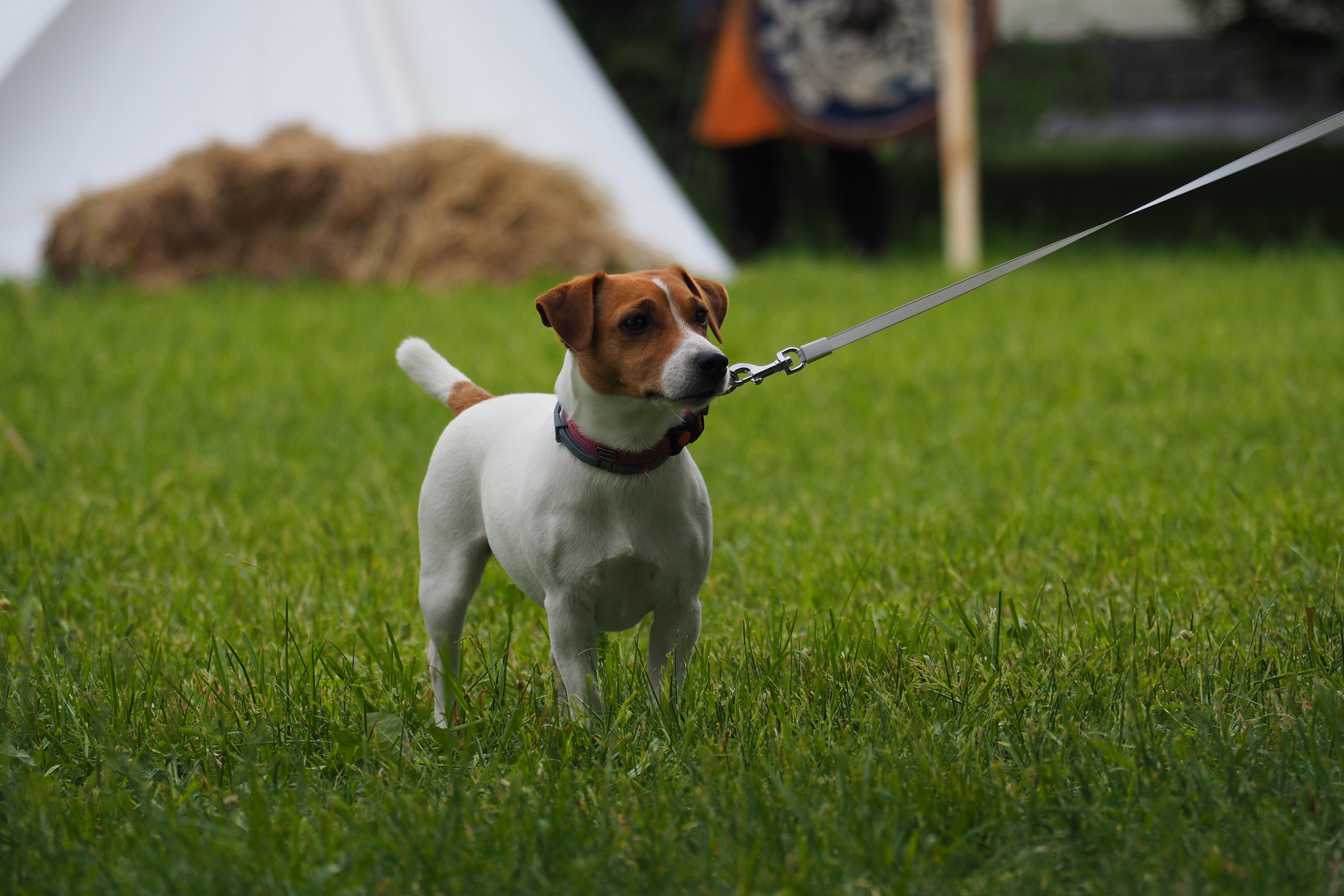 Times and Epochs 2023. Kolomenskoye. Denis Kirillov