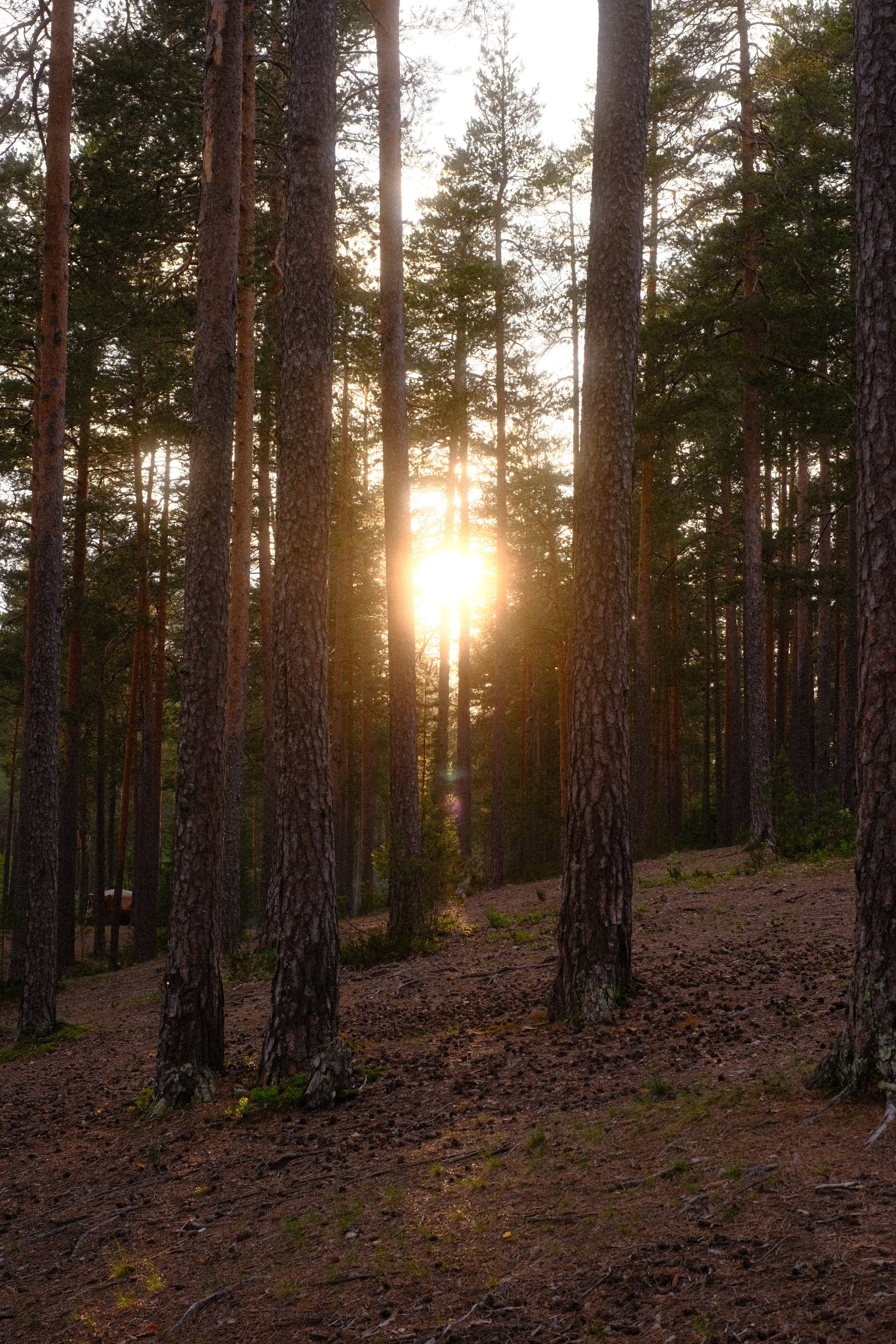 Орехово | май 2025