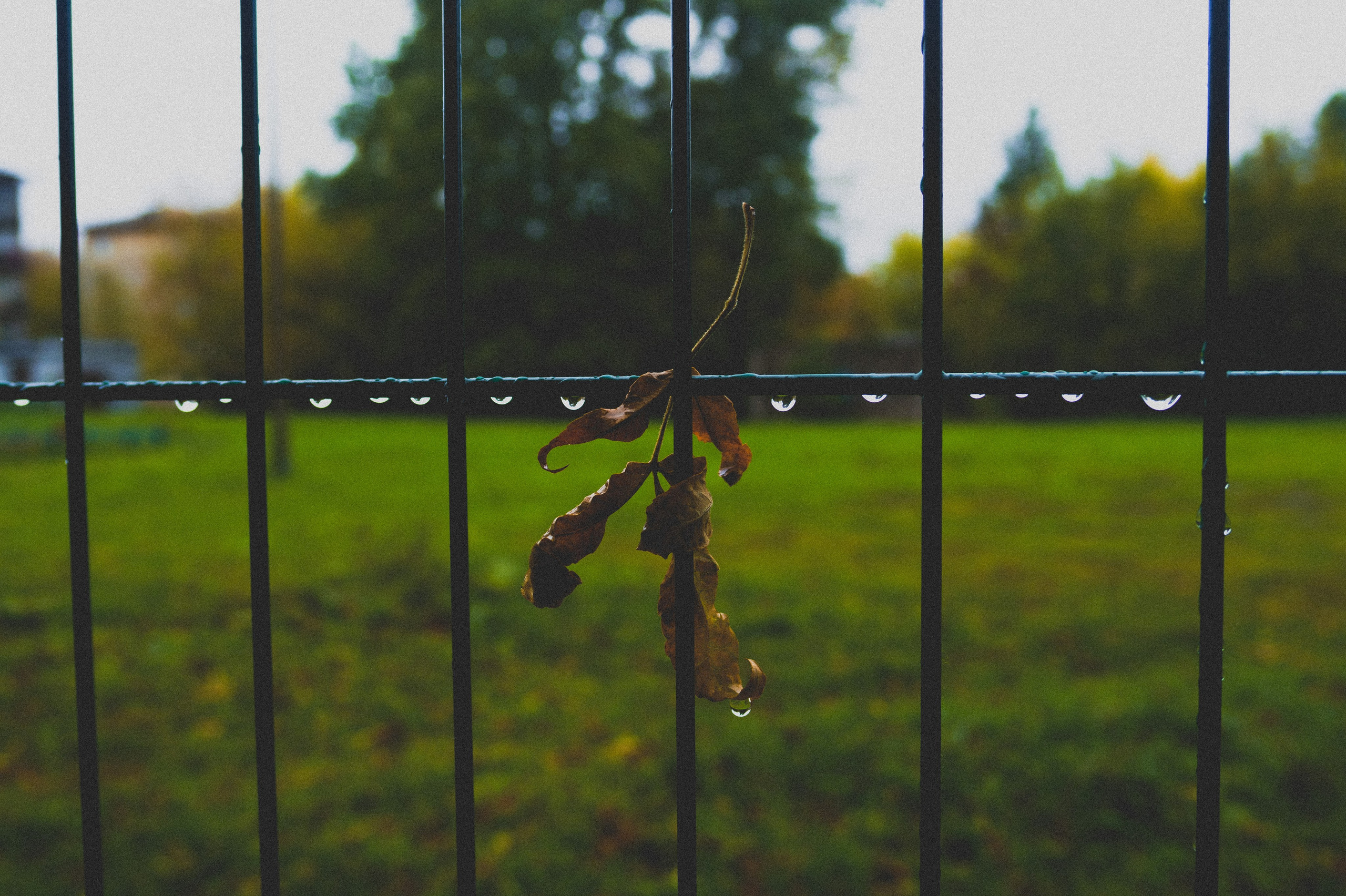 Октябрь 2025. Den Mirov — Фотограф, Музыкант