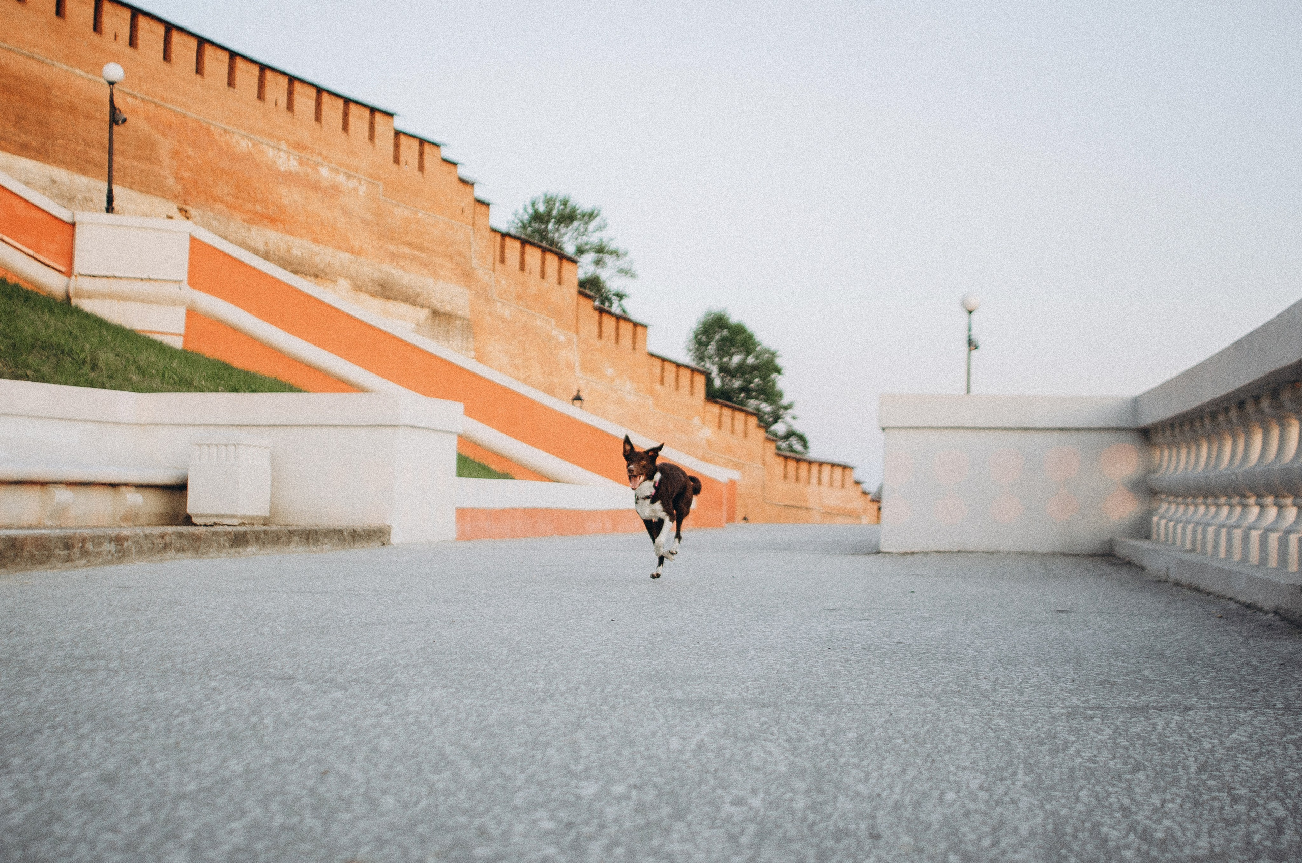 Вика и Эсса. Фотограф-анималист Богданова Полина