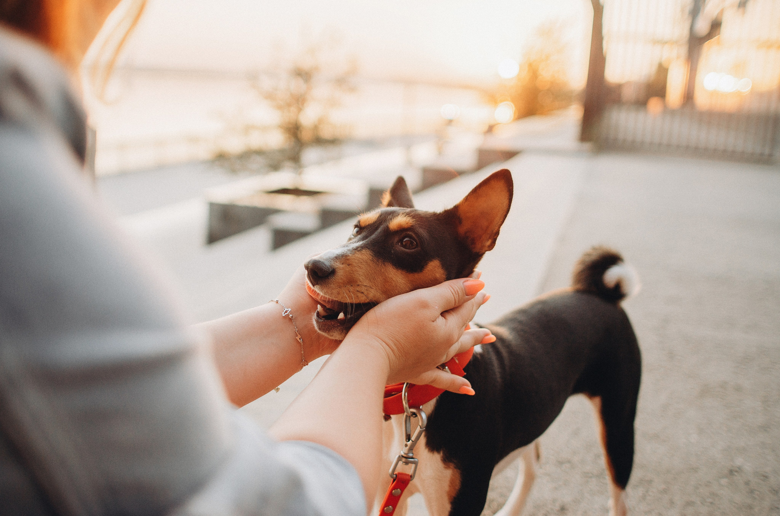 Лена, Никита и Эсма. Фотограф-анималист Богданова Полина