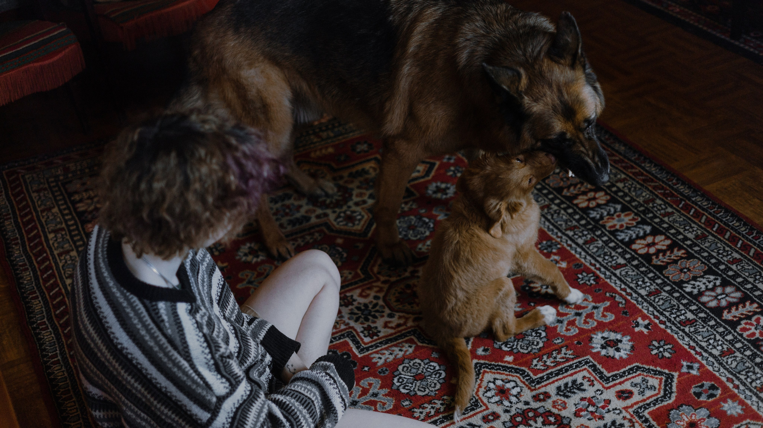 Лера, Реджи и Ральф. Фотограф-анималист Богданова Полина