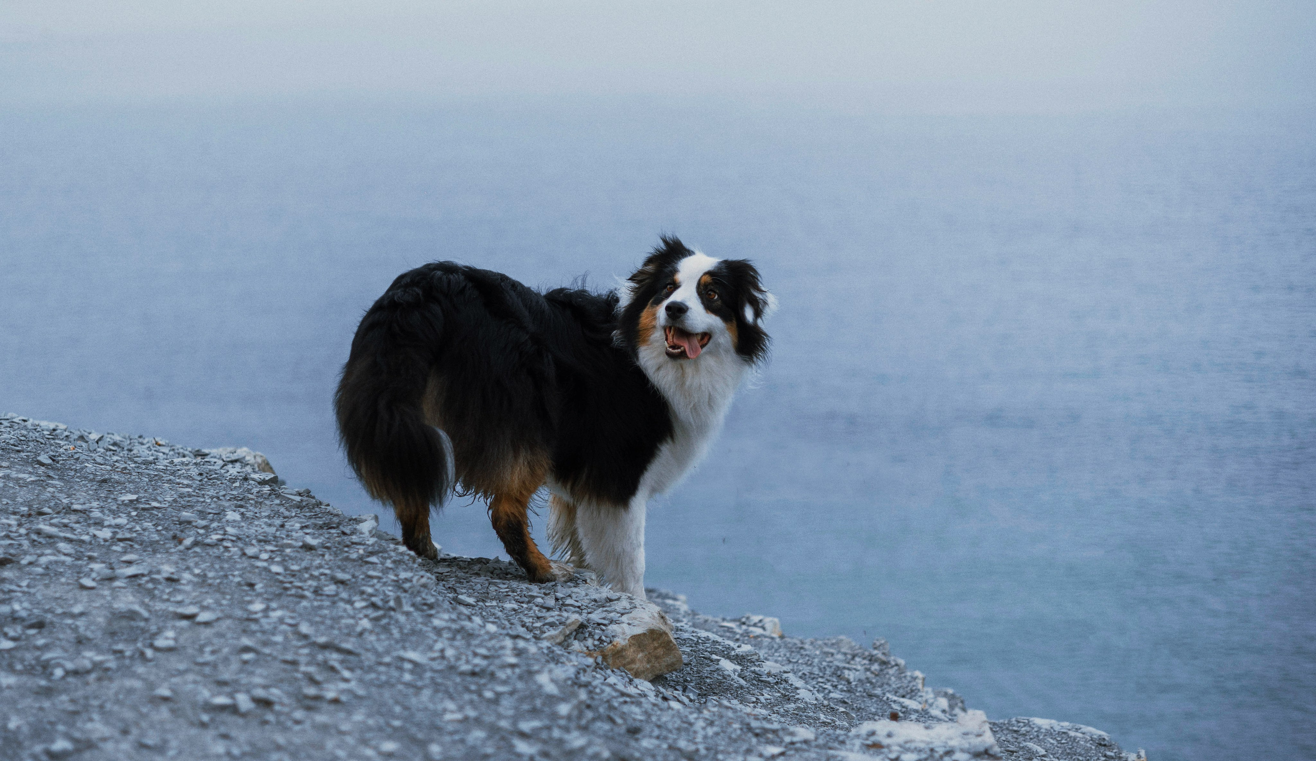 Ира и Джесс. Фотограф-анималист Богданова Полина