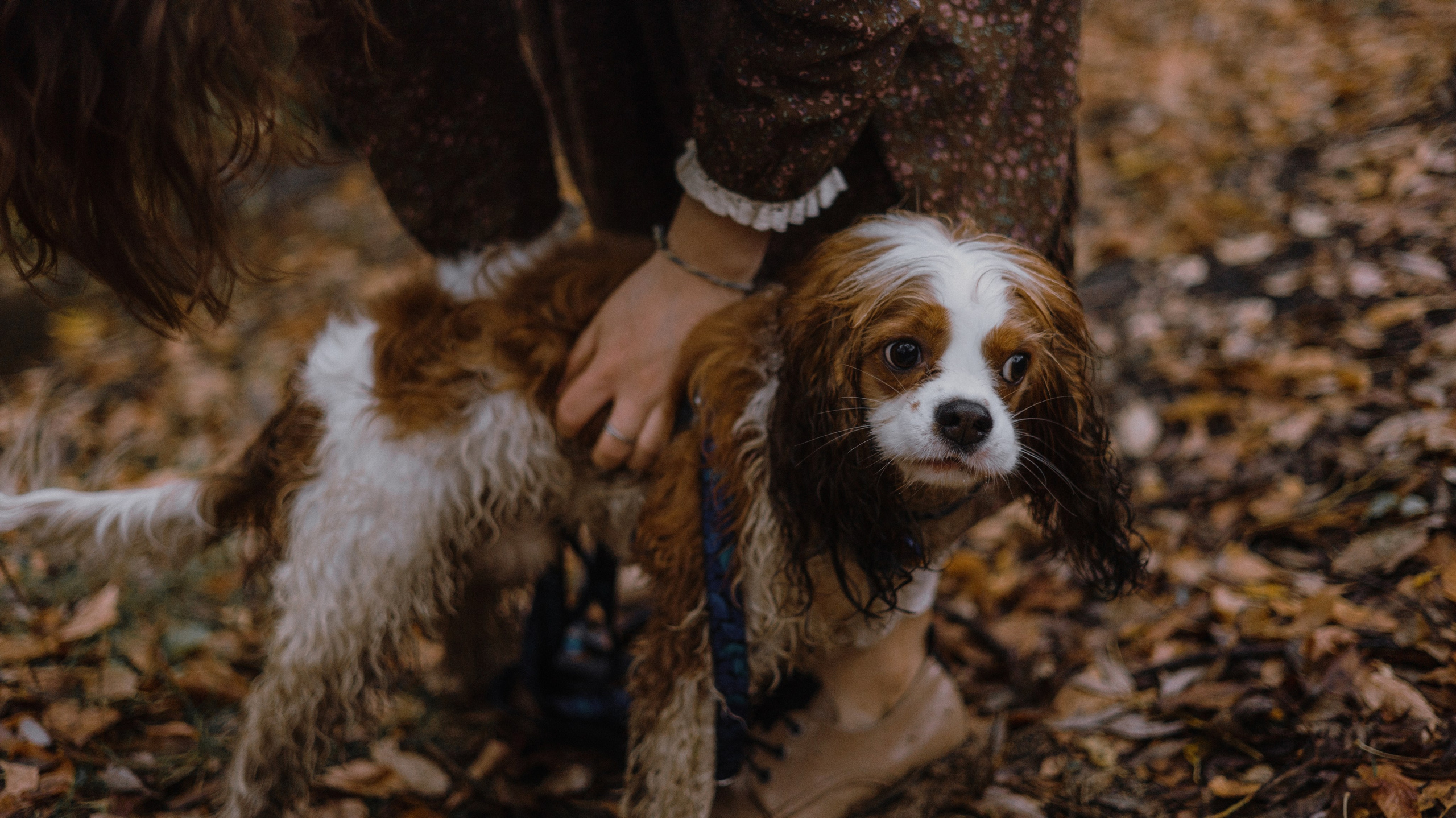 Маша и Дарси. Фотограф-анималист Богданова Полина
