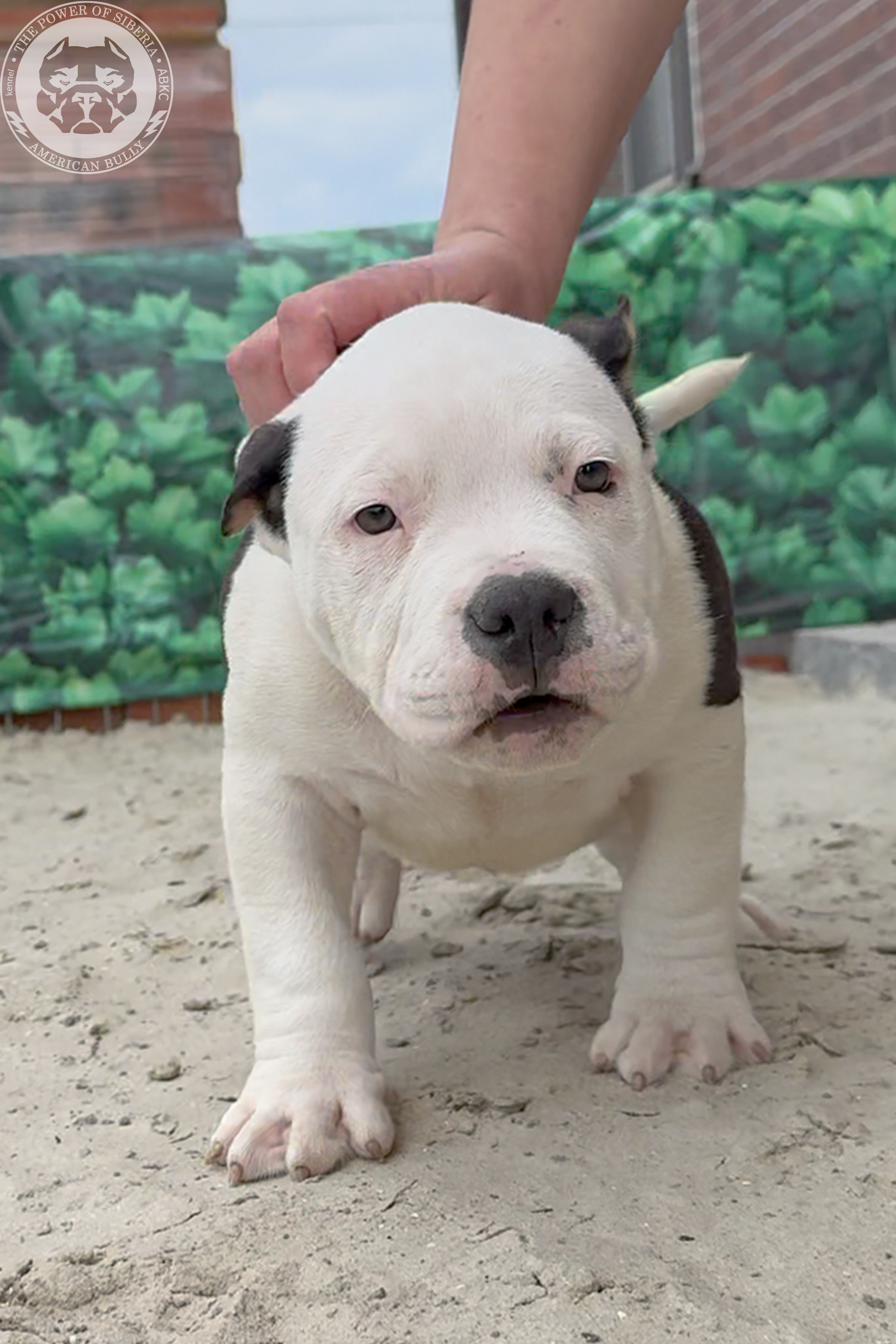 Свободные щенки Американский Булли, в типах покет, классик, стандарт. Американский Булли в г. Ростов-на-Дону. Питомник THE POWER OF SIBERIA
