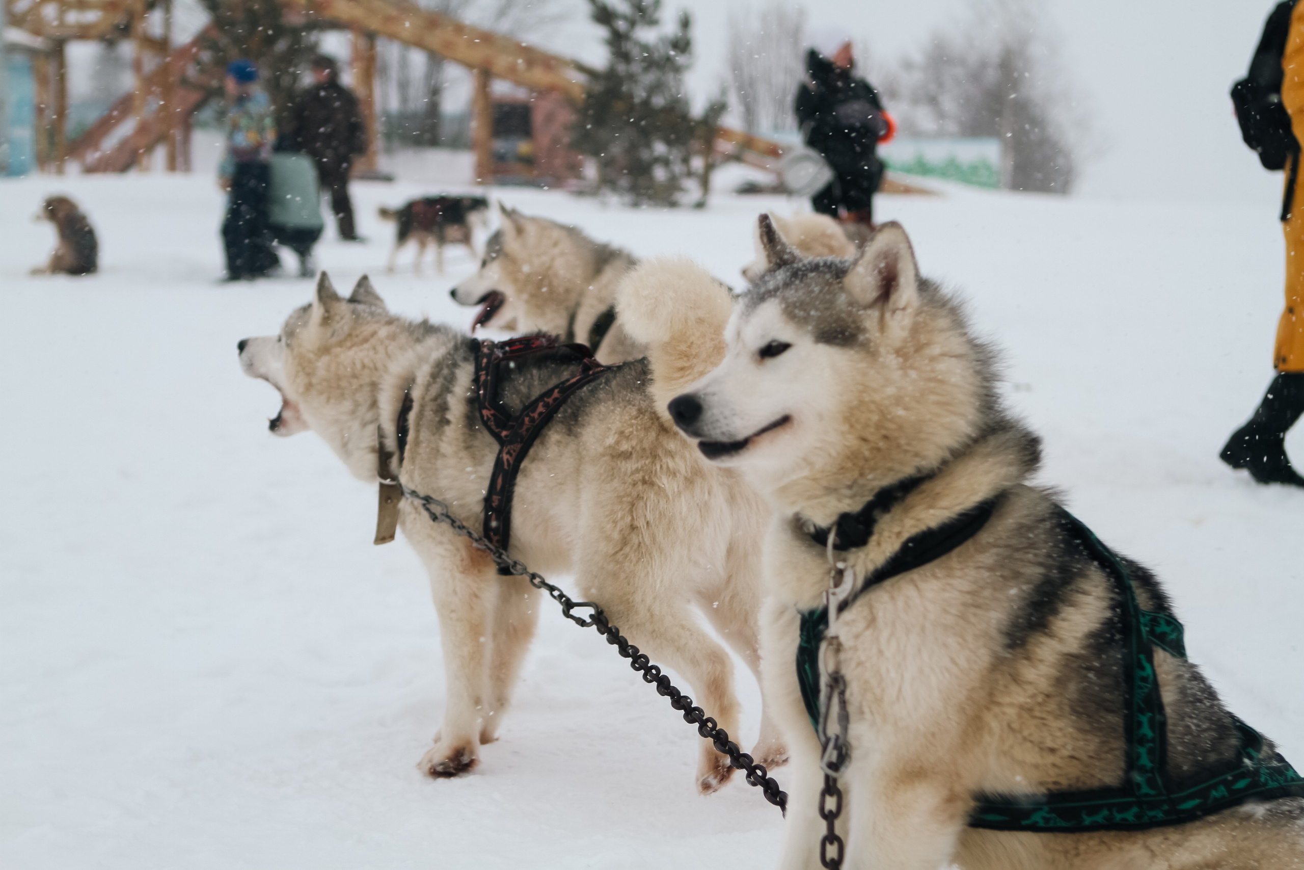 Мир животных. Репортажный и спортивный фотограф в г. Пермь Зильберг Павел