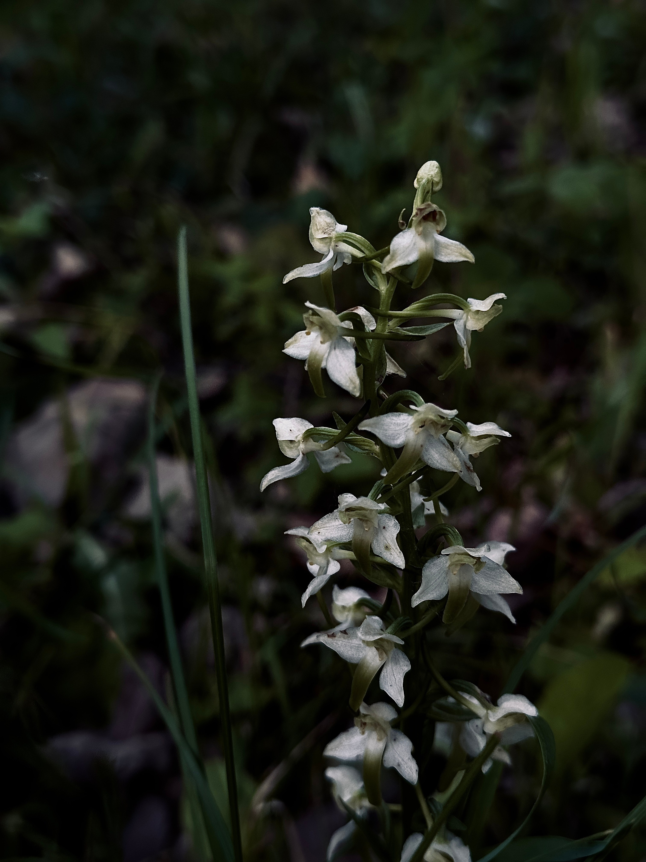 Флора и фауна. Смотри, красота!