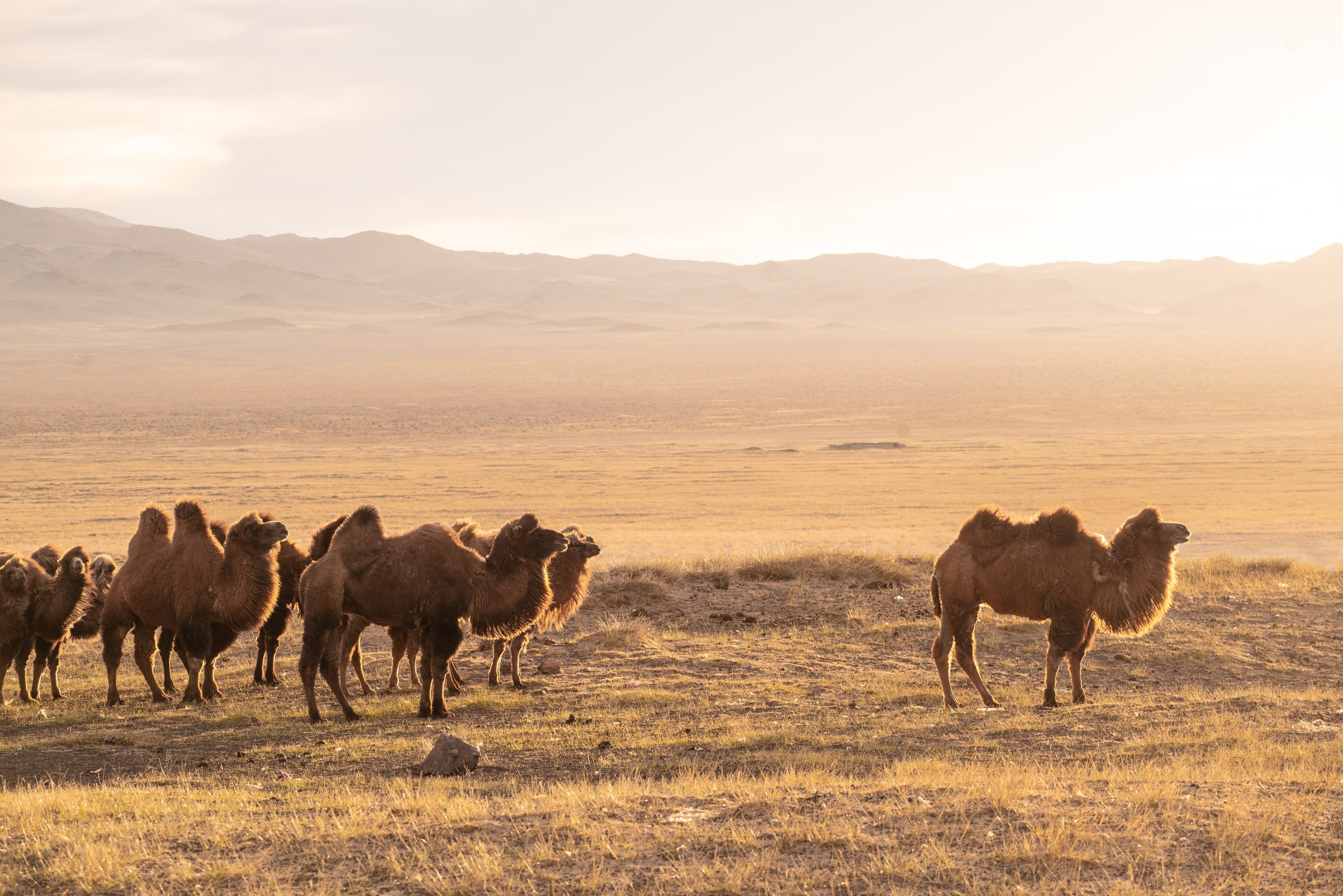 Монголия. Фотограф в Красноярске Нерозя Александр. Пейзаж, природа, портрет