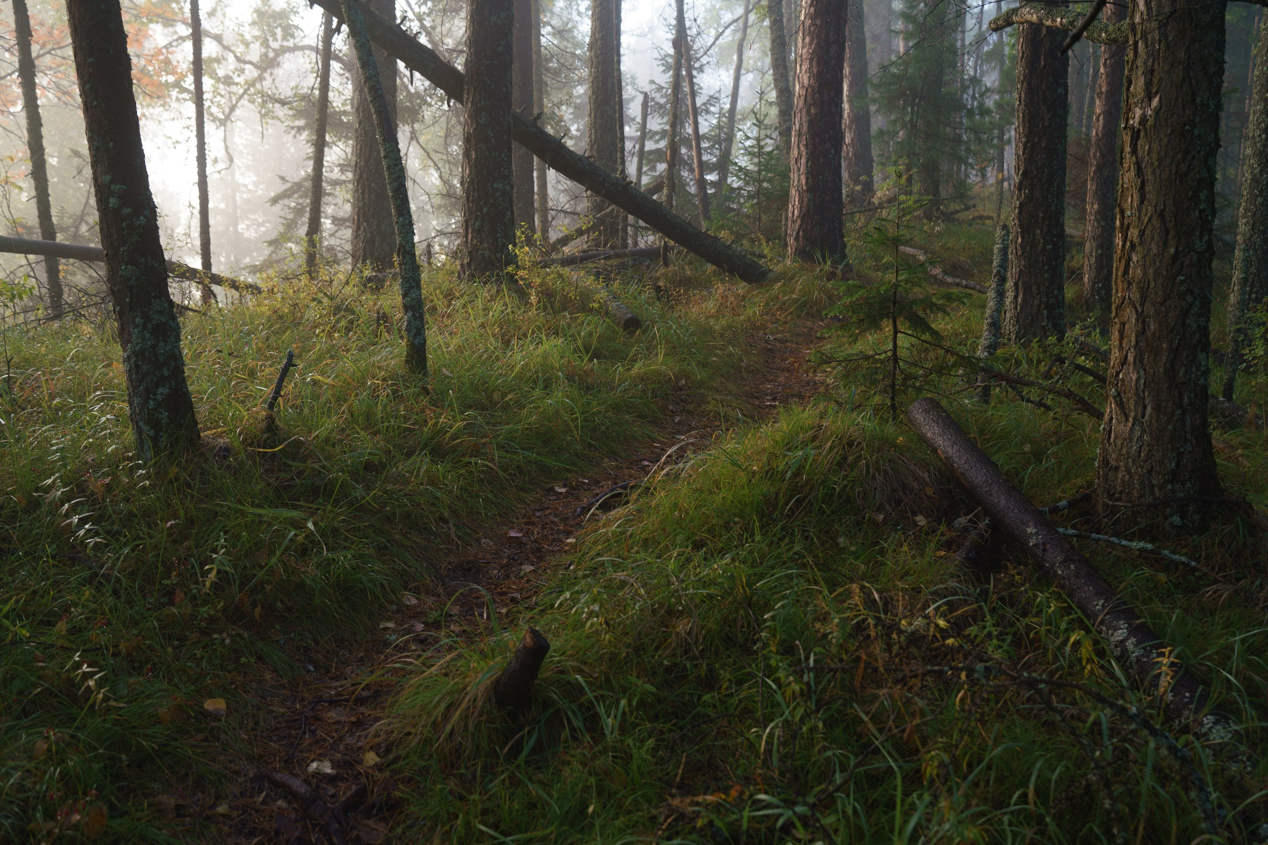 Красноярские Столбы. Фотограф в Красноярске Нерозя Александр. Пейзаж, природа, портрет