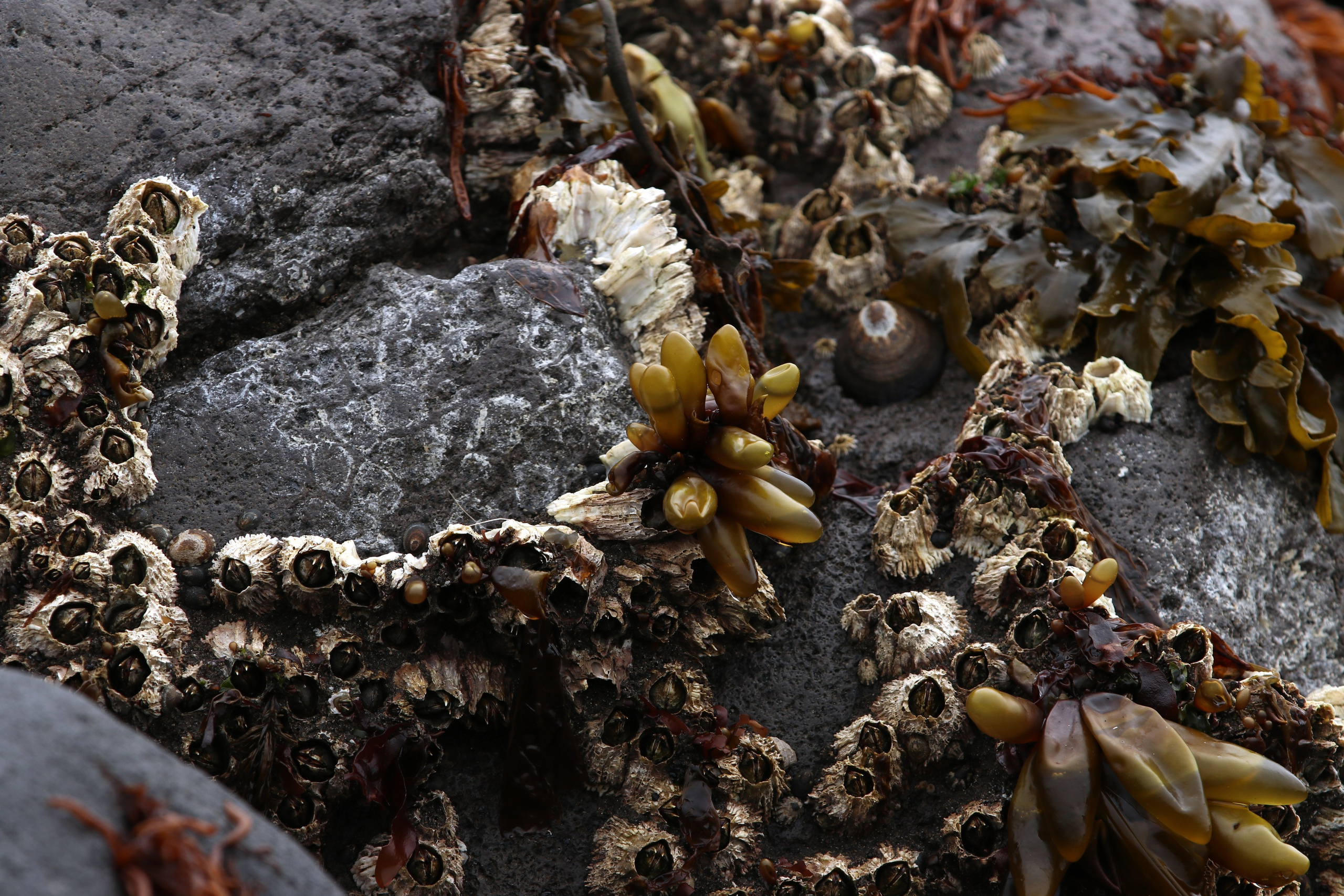 Камчатка и о. Парамушир. Июль 2024. Путешественник-фотограф из Санкт-Петербурга Татьяна Свистулина