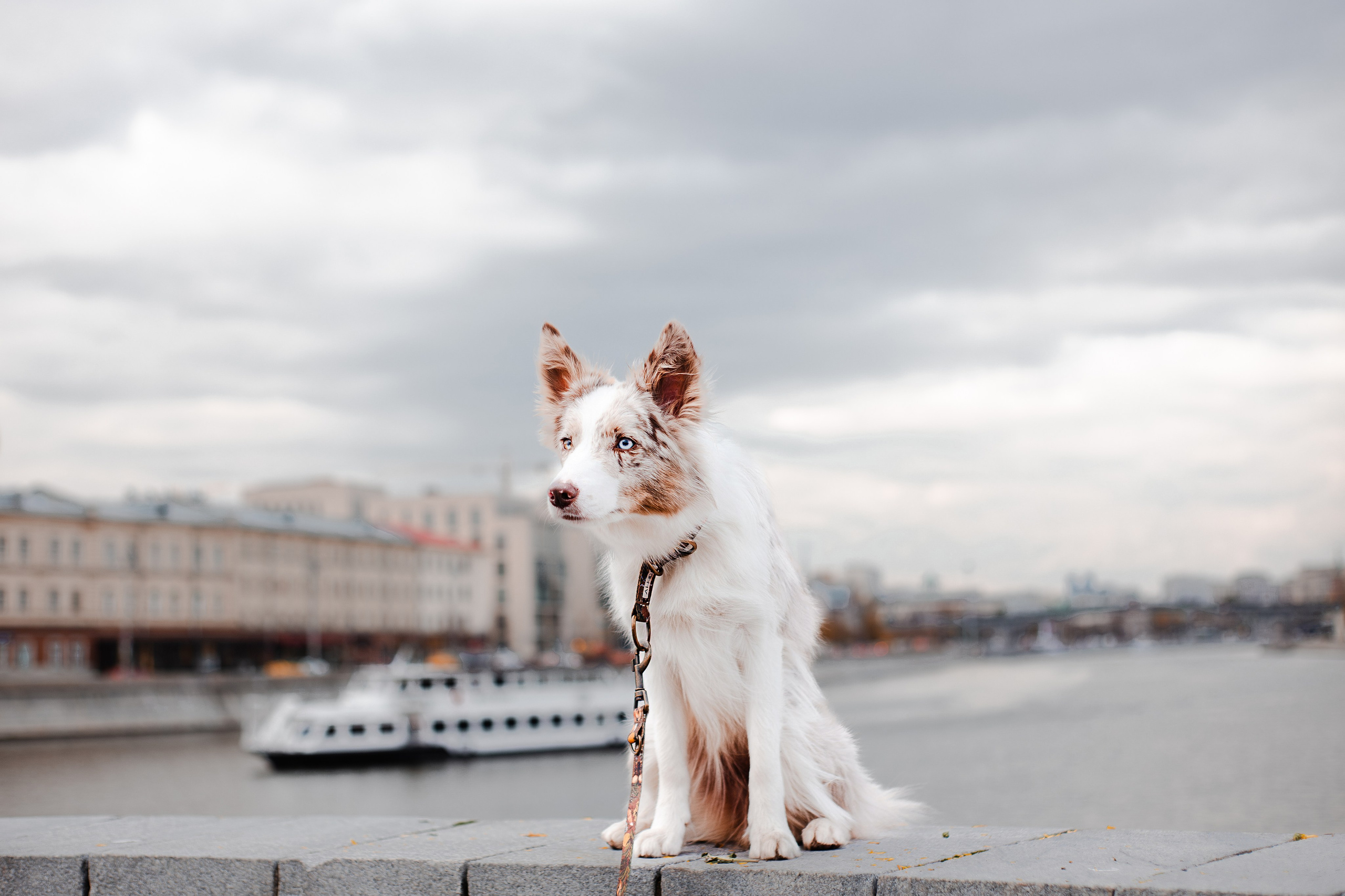 Мария и Утопия. Фотограф-анималист Мария Баркевич | Москва