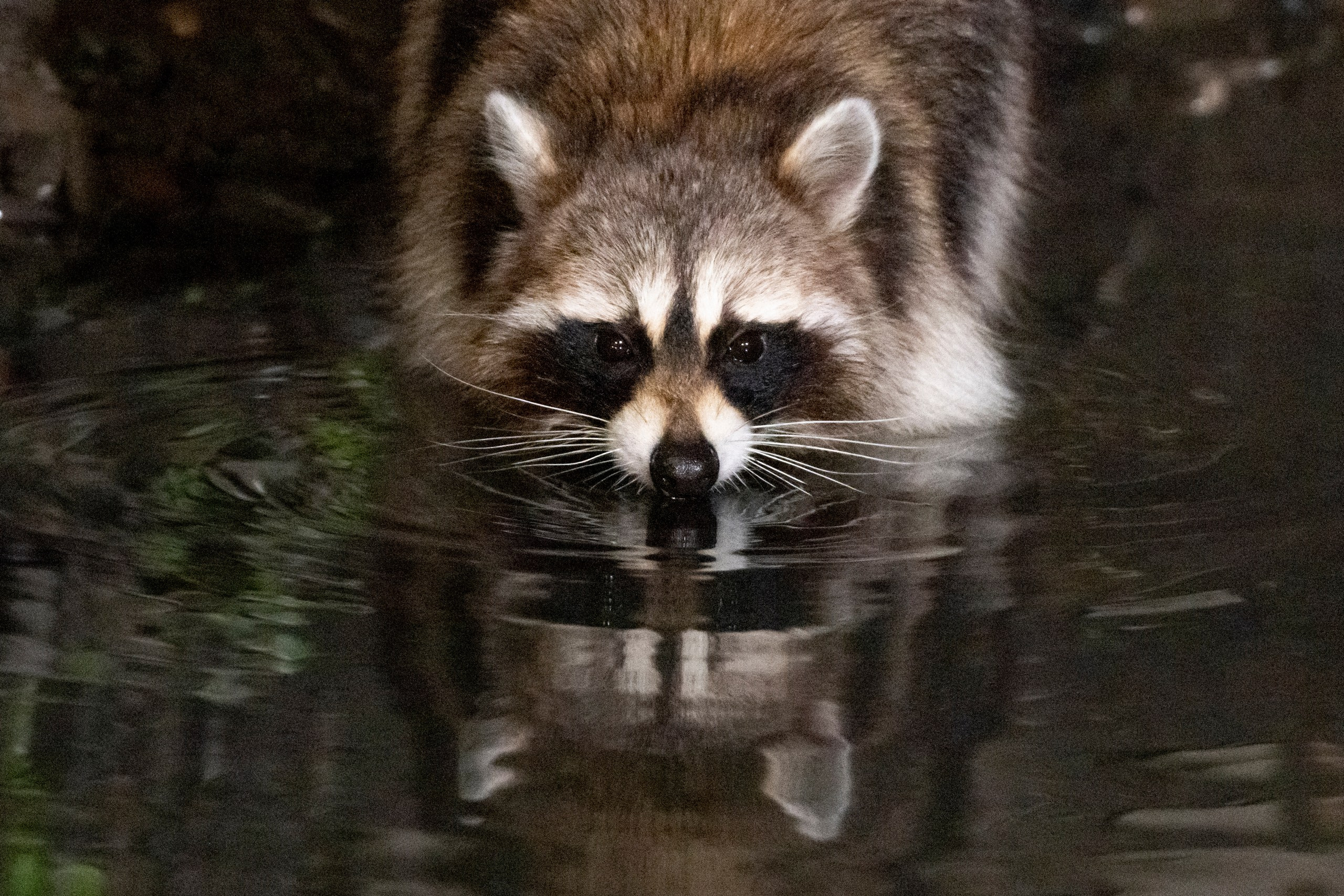 Дикая природа Дагестана. Май 2025 г. Foto-Zuev фотография как искусство