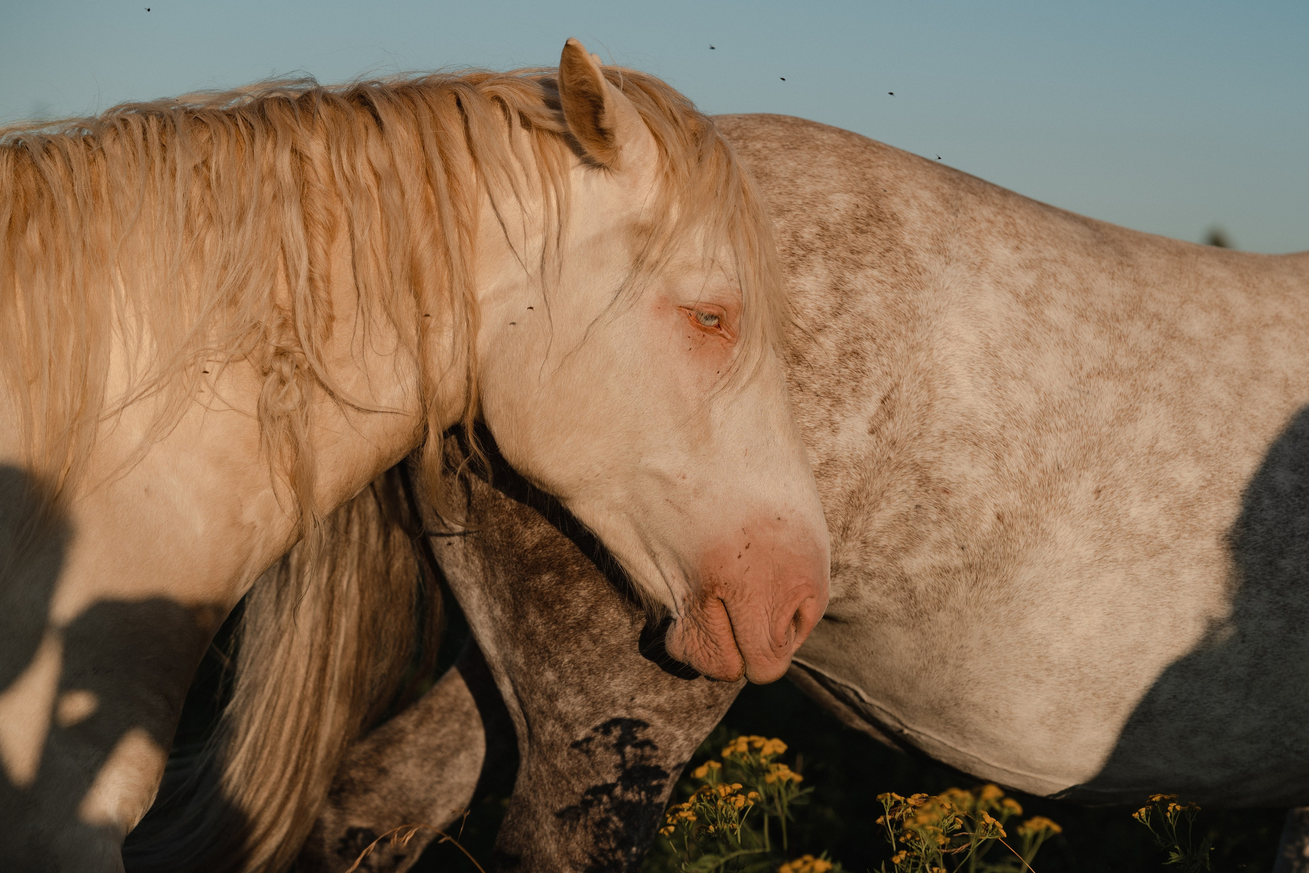 Лошади на закате. Фотограф Ника Лиепа