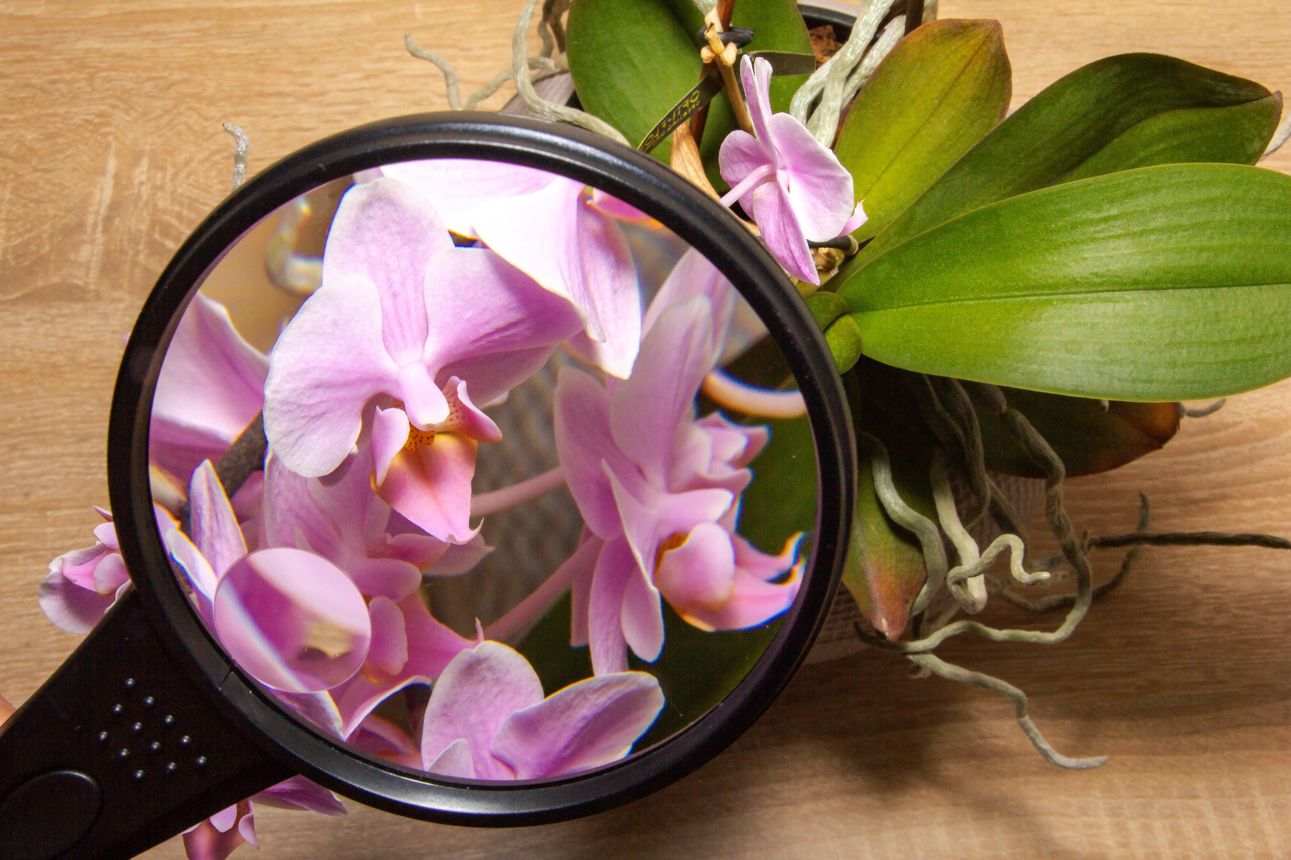 Предметная фотография для маркетплейсов и соцсетей. Предметный фотограф в Москве и Московской области