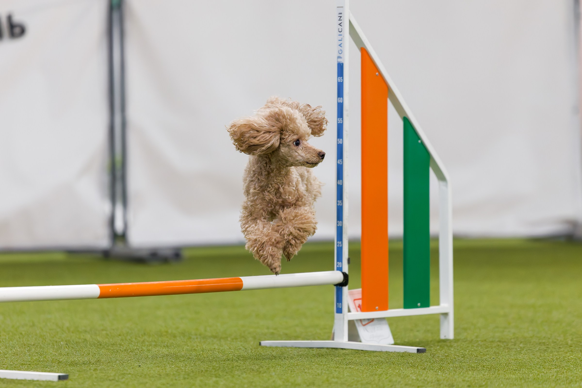 День рождения Пёсбурга — февраль 2025. Irenephoto.ru