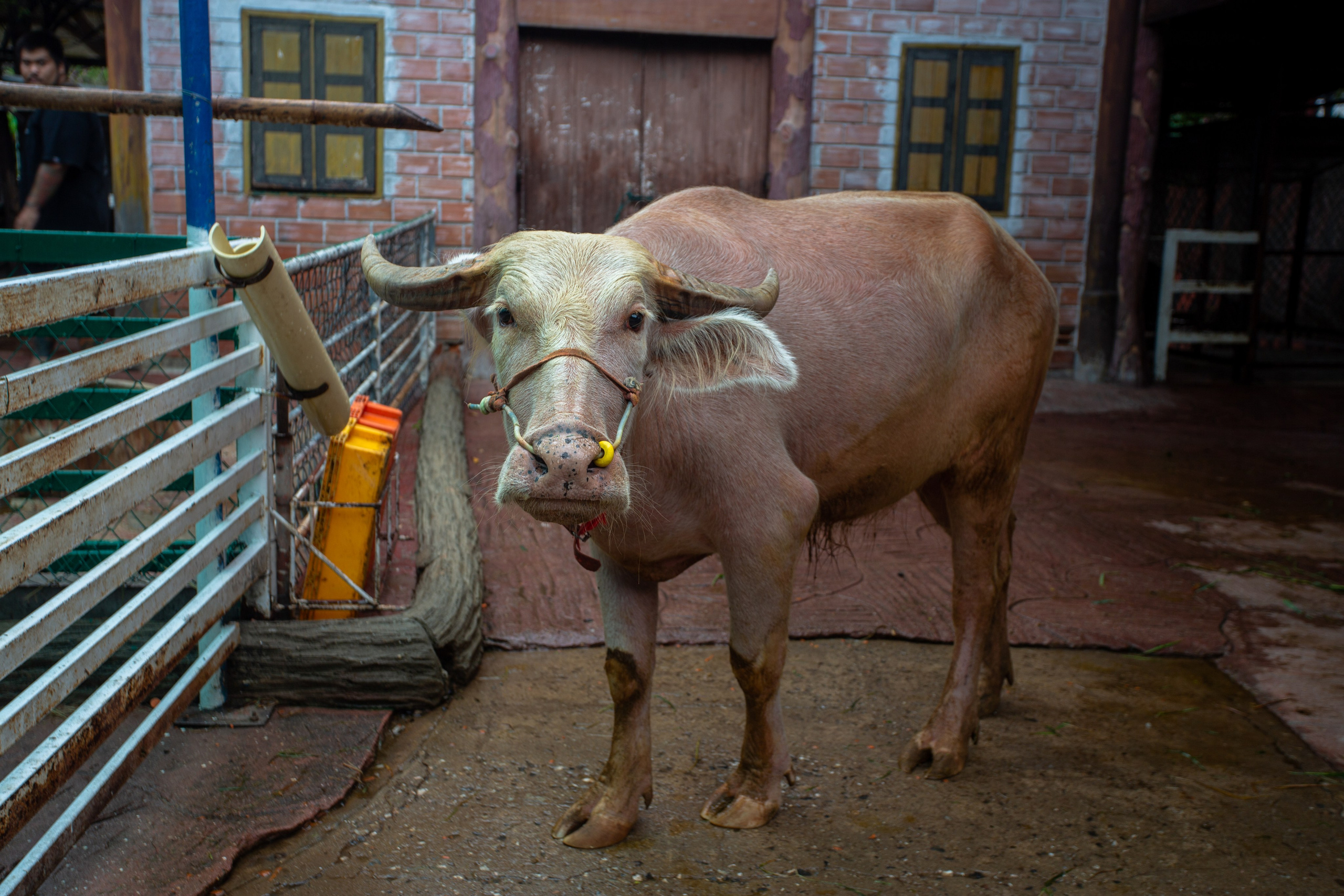 Samut Prakan Crocodile Farm & Zoo. Photographer Sonkina Tatiana (Tanya Ash)