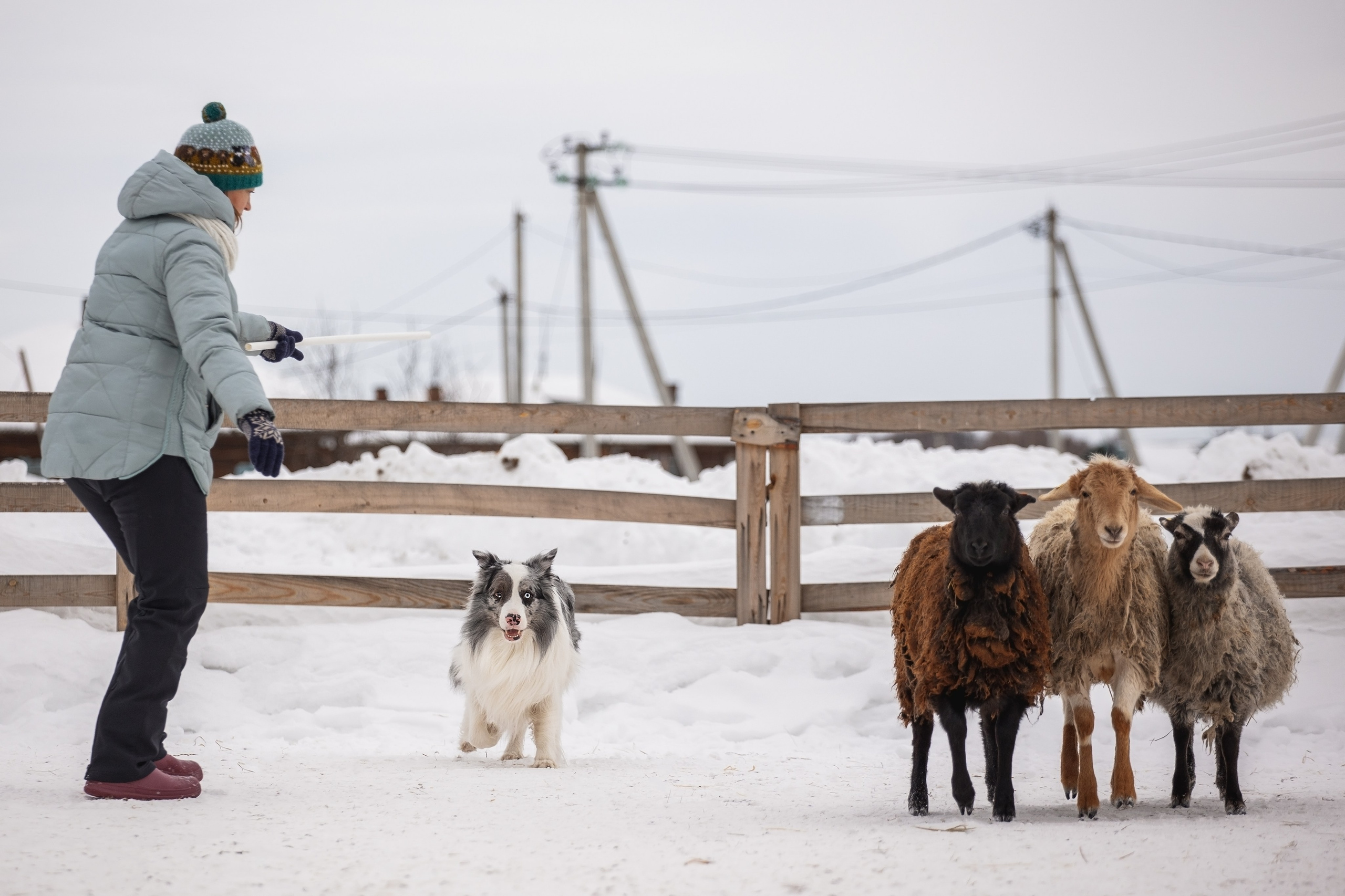 Ольга и Лаки. YULA KOLESOVA | Фотограф — Анималист | Художник | Тюмень