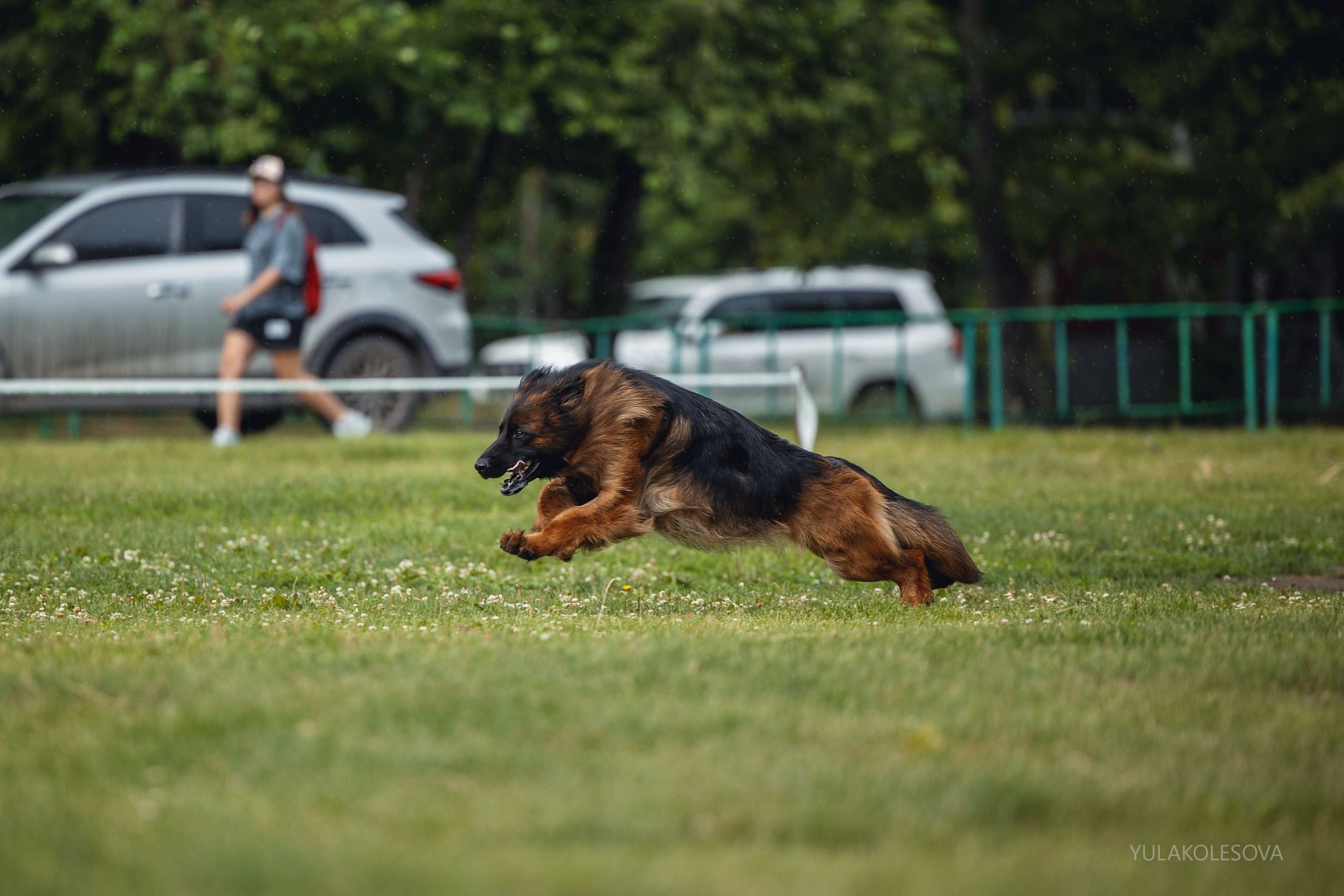6.07.2024 Выставка немецких овчарок г. Тюмень. YULA KOLESOVA | Фотограф — Анималист | Художник | Тюмень