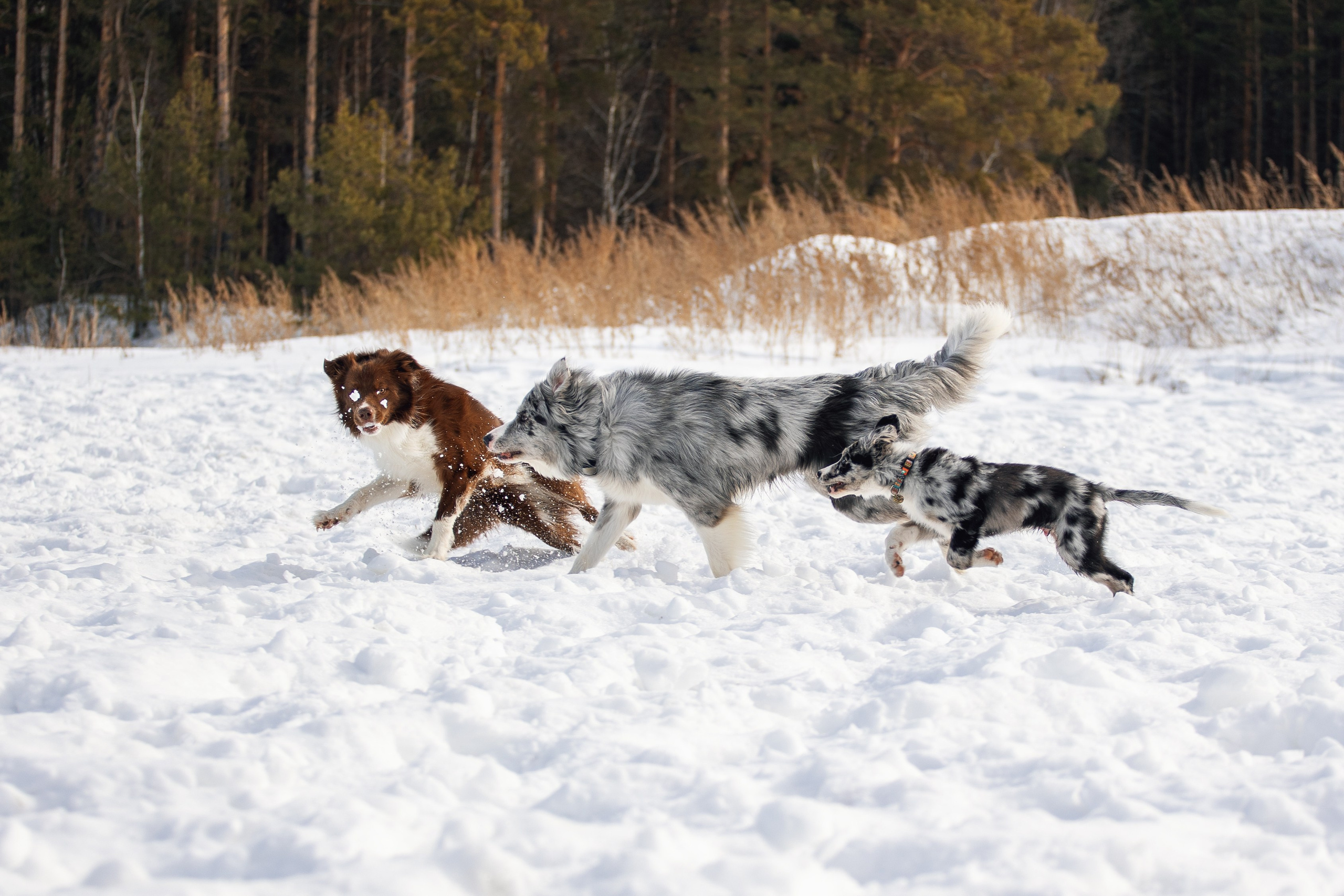 В погоне за снежком…. YULA KOLESOVA | Фотограф — Анималист | Художник | Тюмень