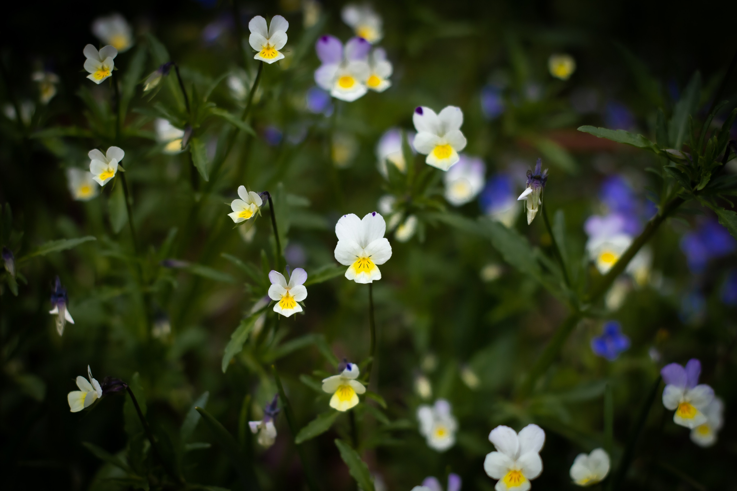 Природа. Polyframe