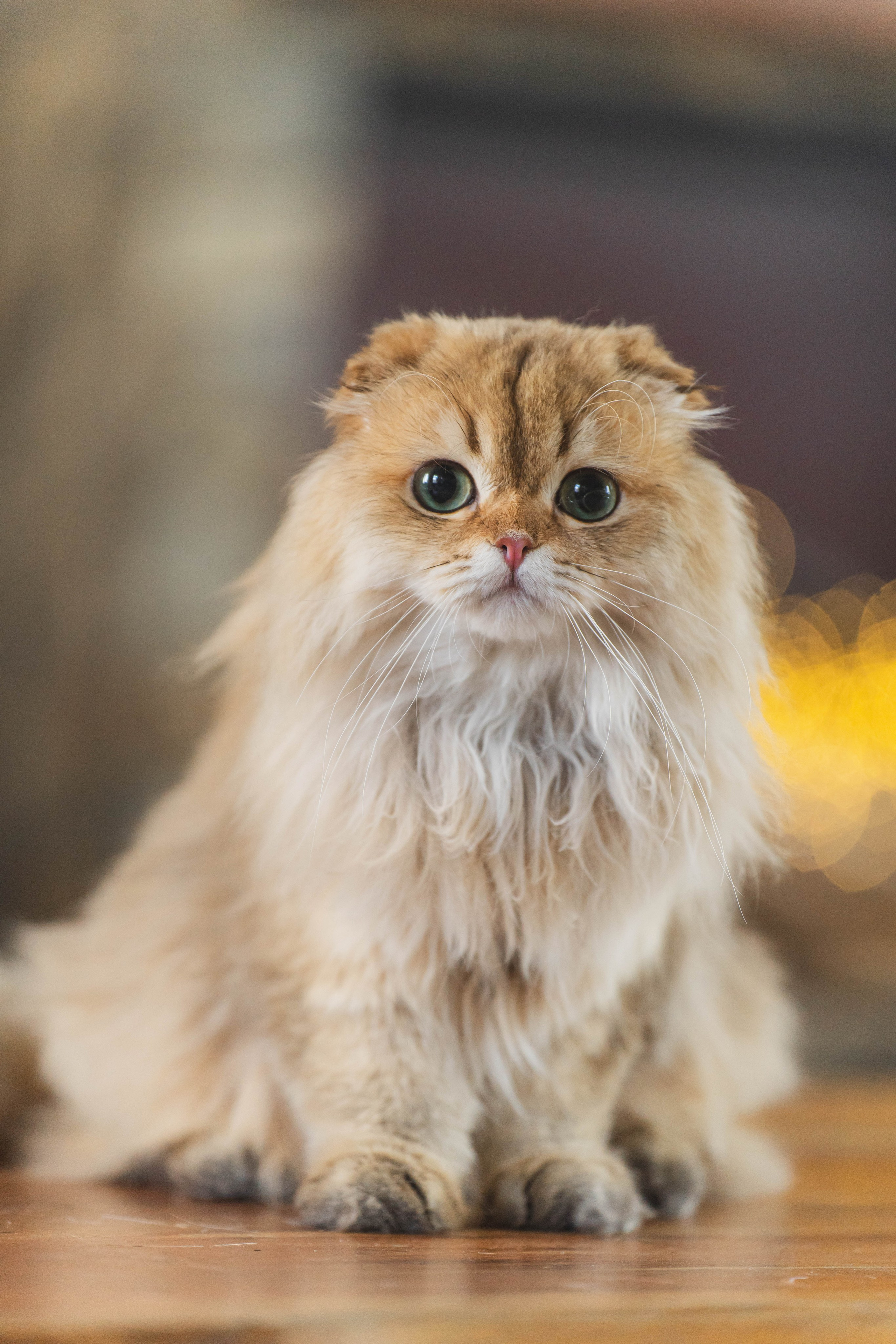 Питомник Шотландских кошек. Фотограф в Москве Ленарская Дарья