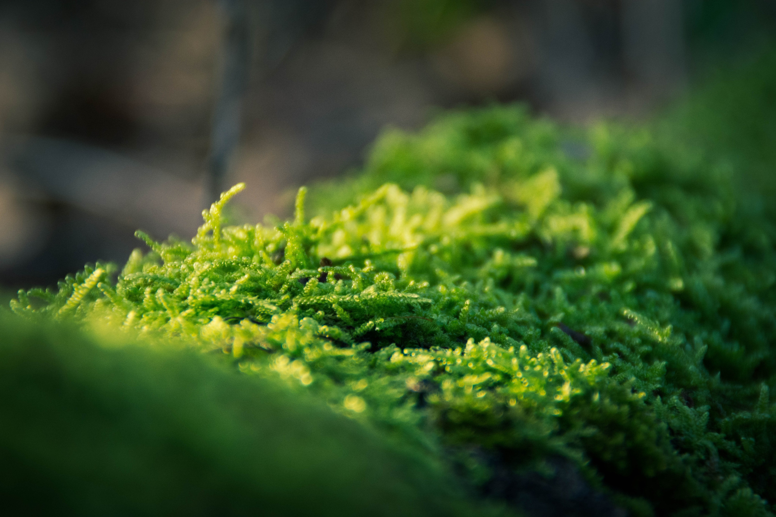 Природа в фотографии, взгляд на прекрасное через объектив фотоаппарата. Елена Волкова семейный фотограф в станице Гостагаевской города-курорта Анапа