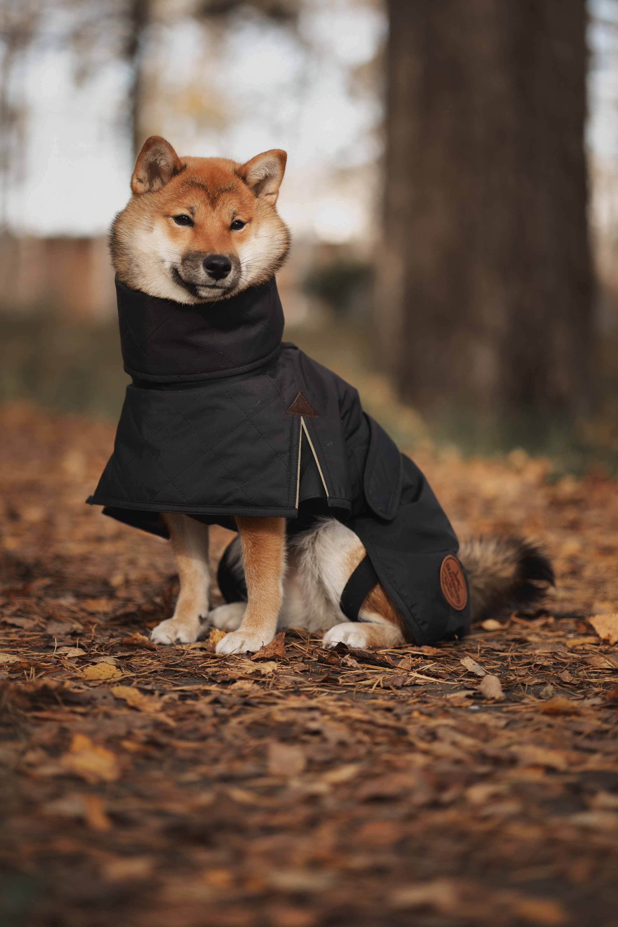 Оши | Сиба-Ину |. Фотограф