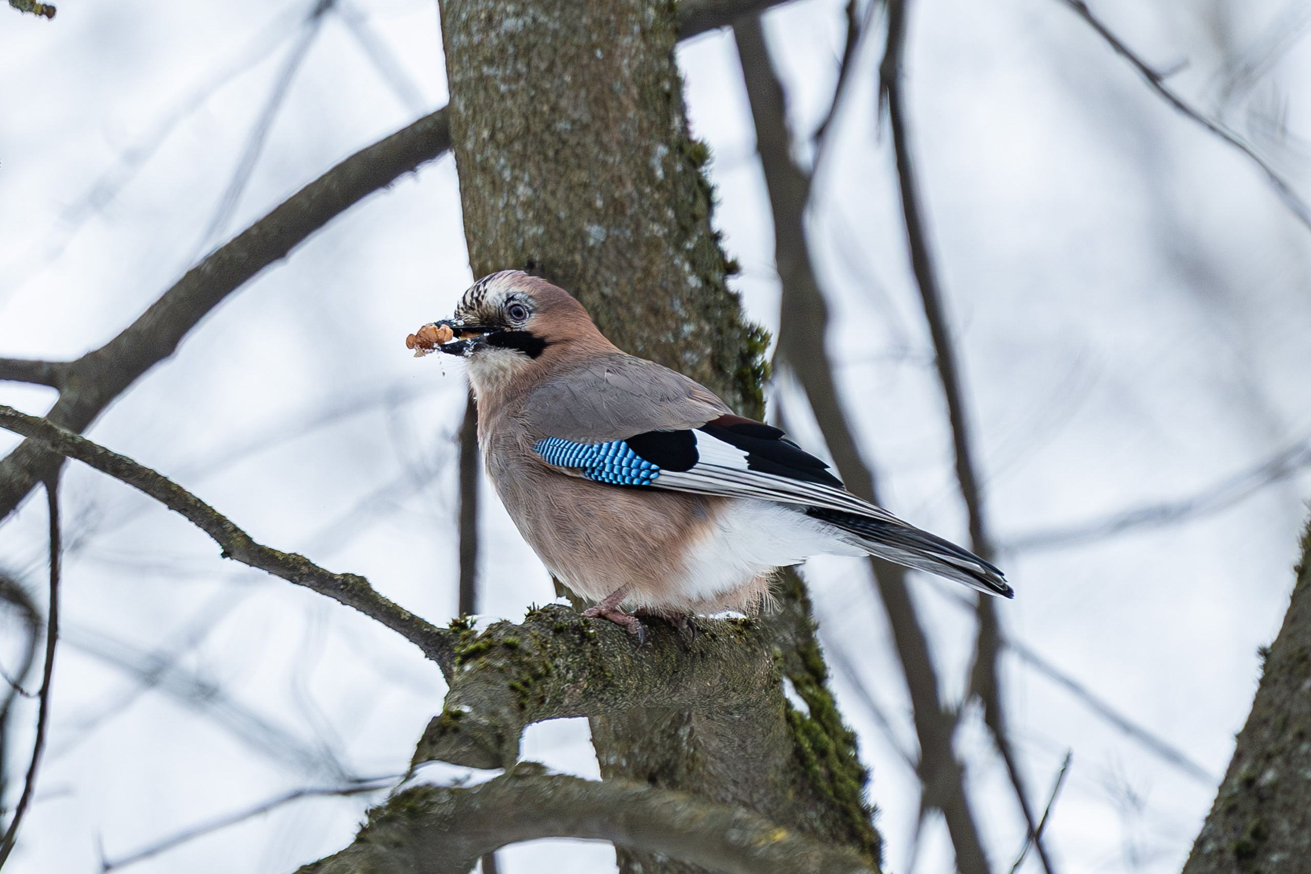 Природа. Фотограф Владимир Охрименко