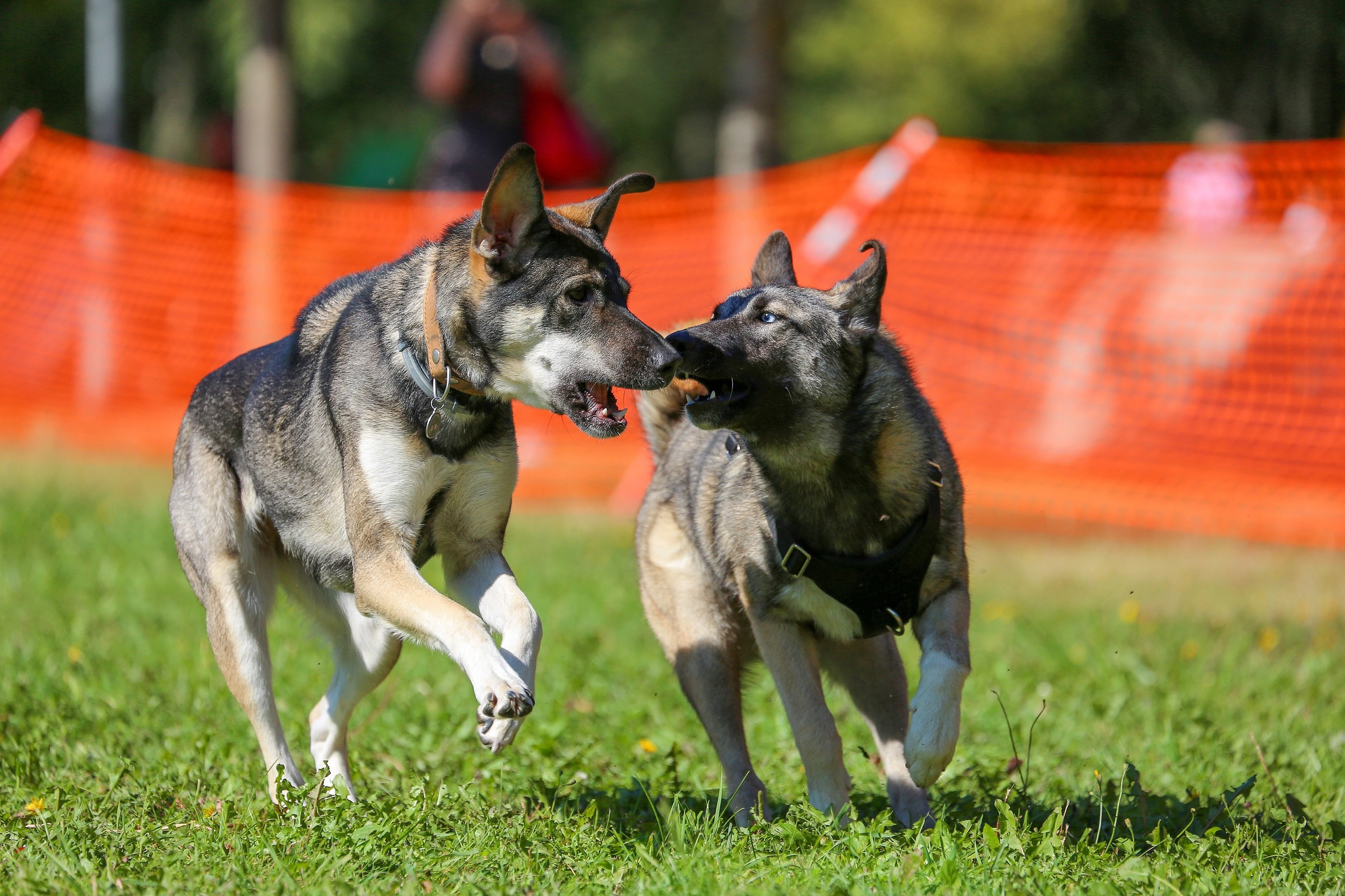 Petshop Run. Irenephoto.ru