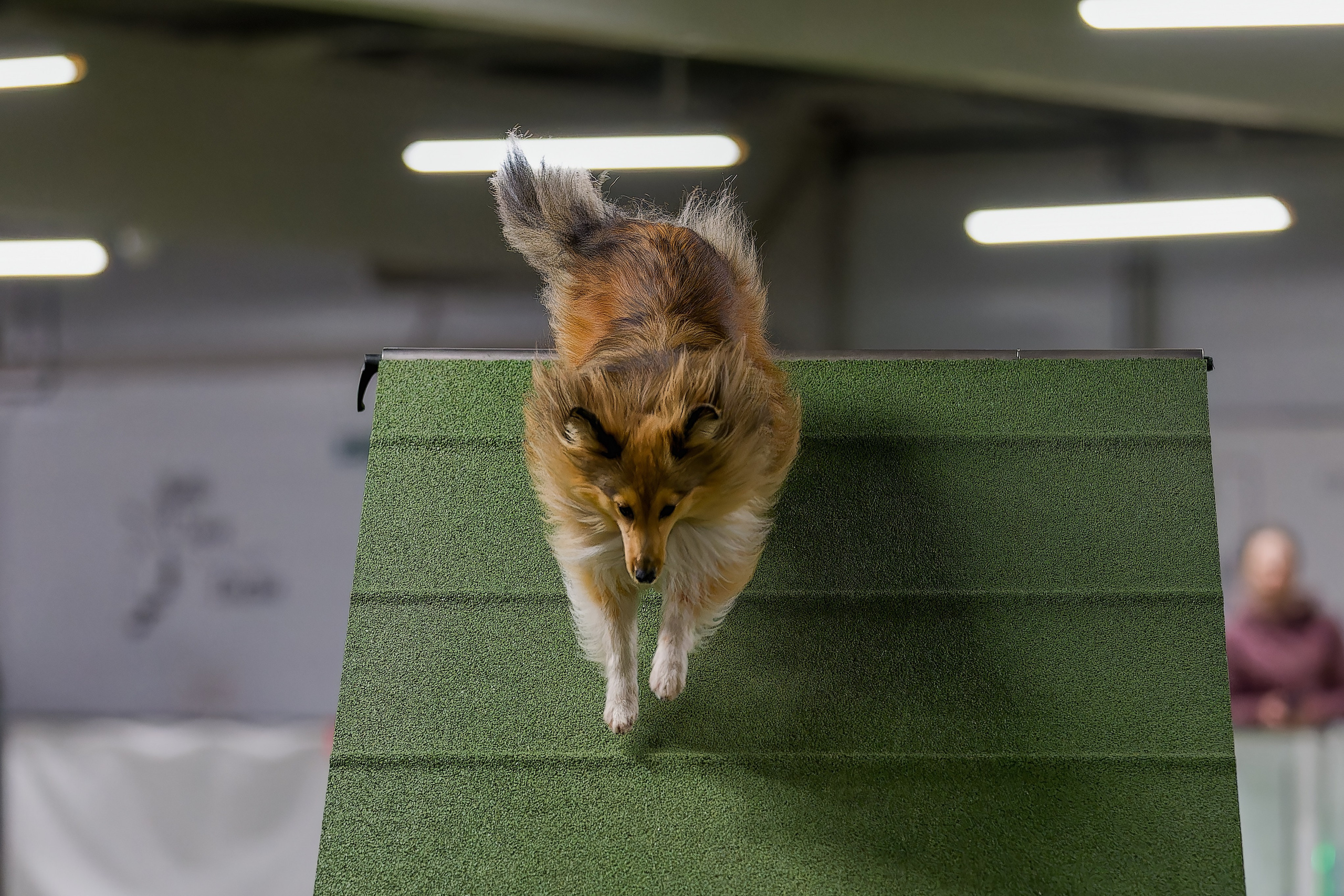 Кубок Пёсбурга 2025. Irenephoto.ru