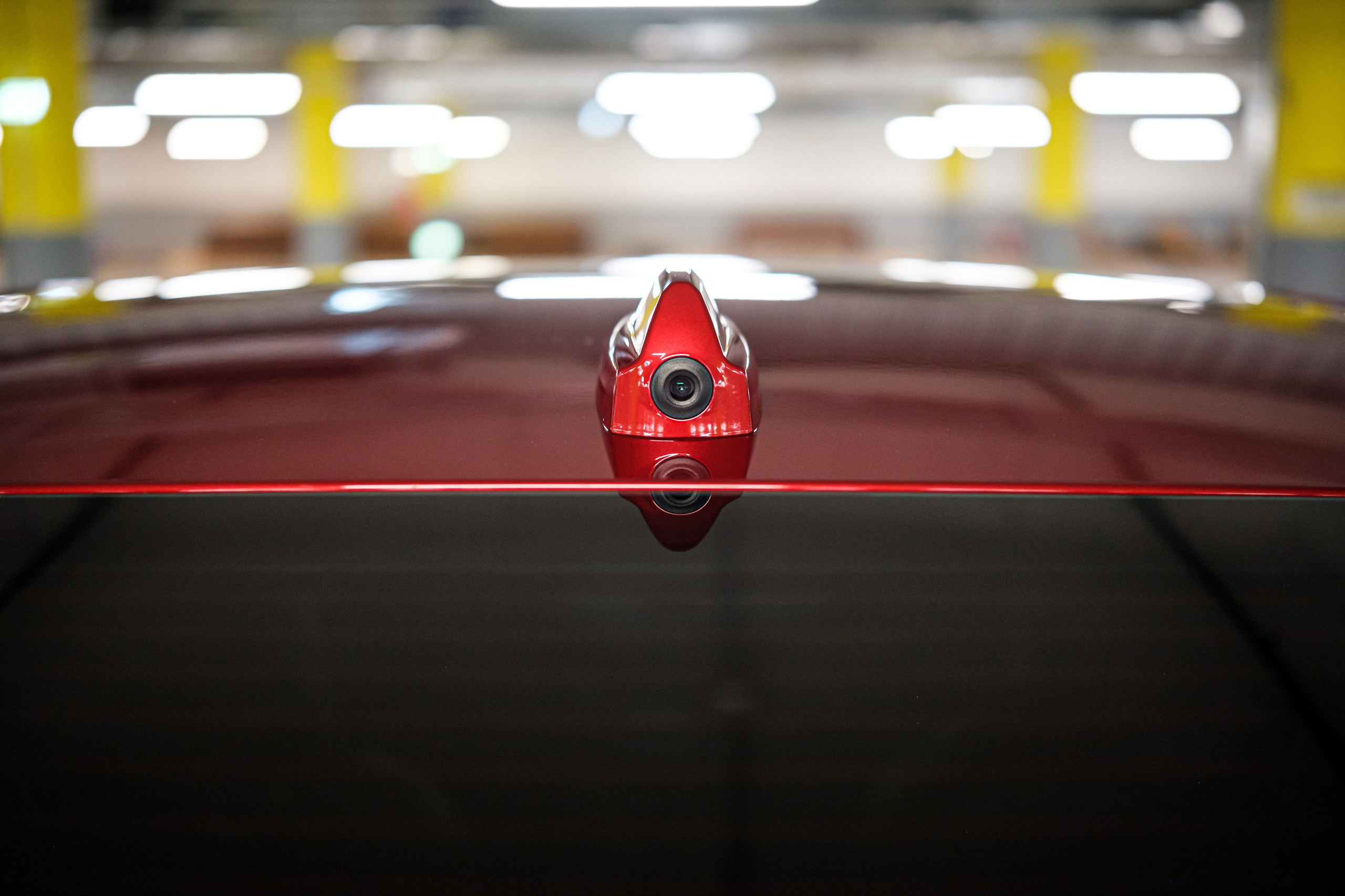 Кэдди. Алексей Никифоров фотограф Москва, Химки