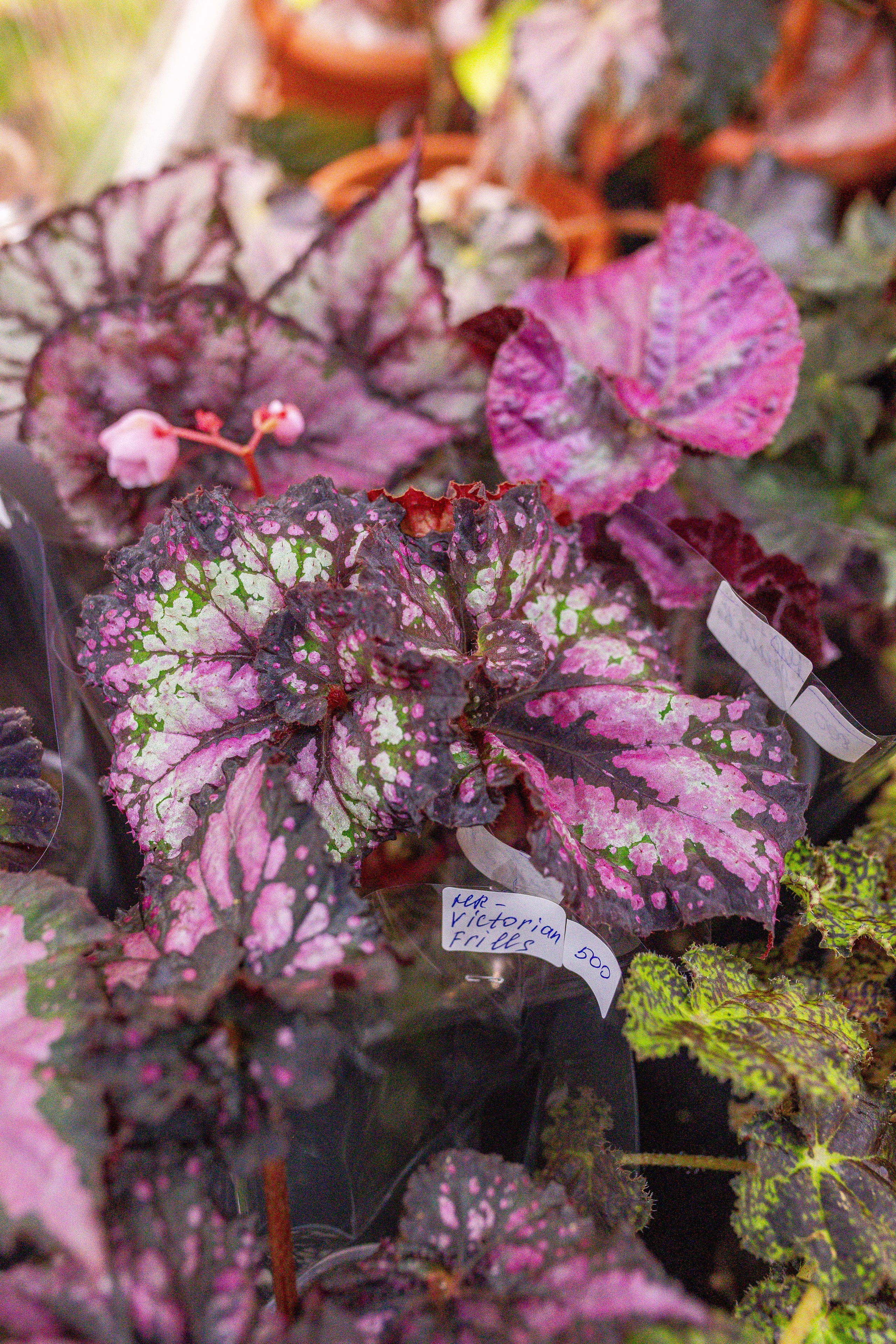 Монстериум апрель 2025. Александра Куликова фотограф, Москва