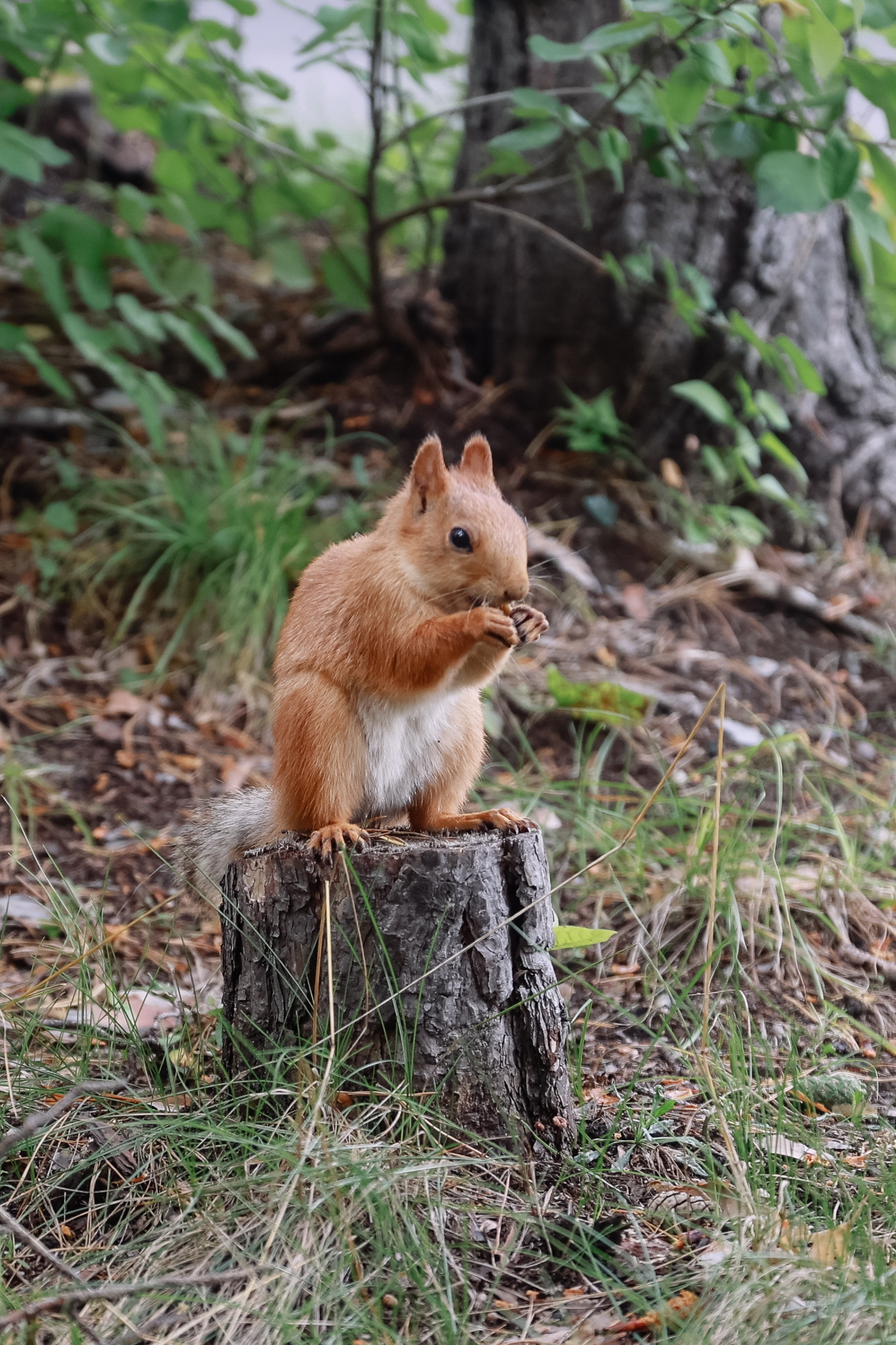 Корпоратив Комплект-Айс в Борвихе. Фотограф Юлия Мальцева