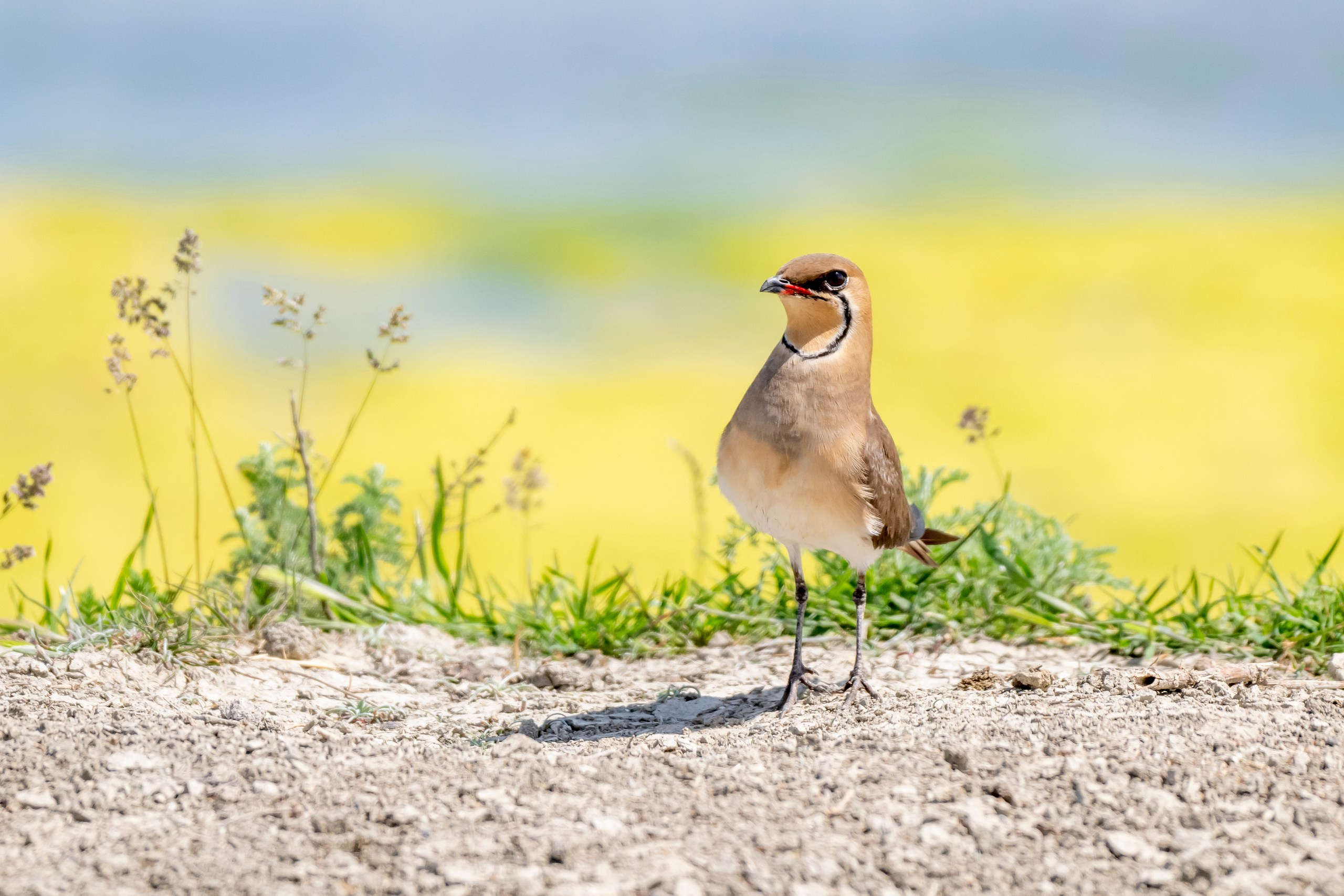 Дикая природа Дагестана. Май 2025 г. Foto-Zuev фотография как искусство