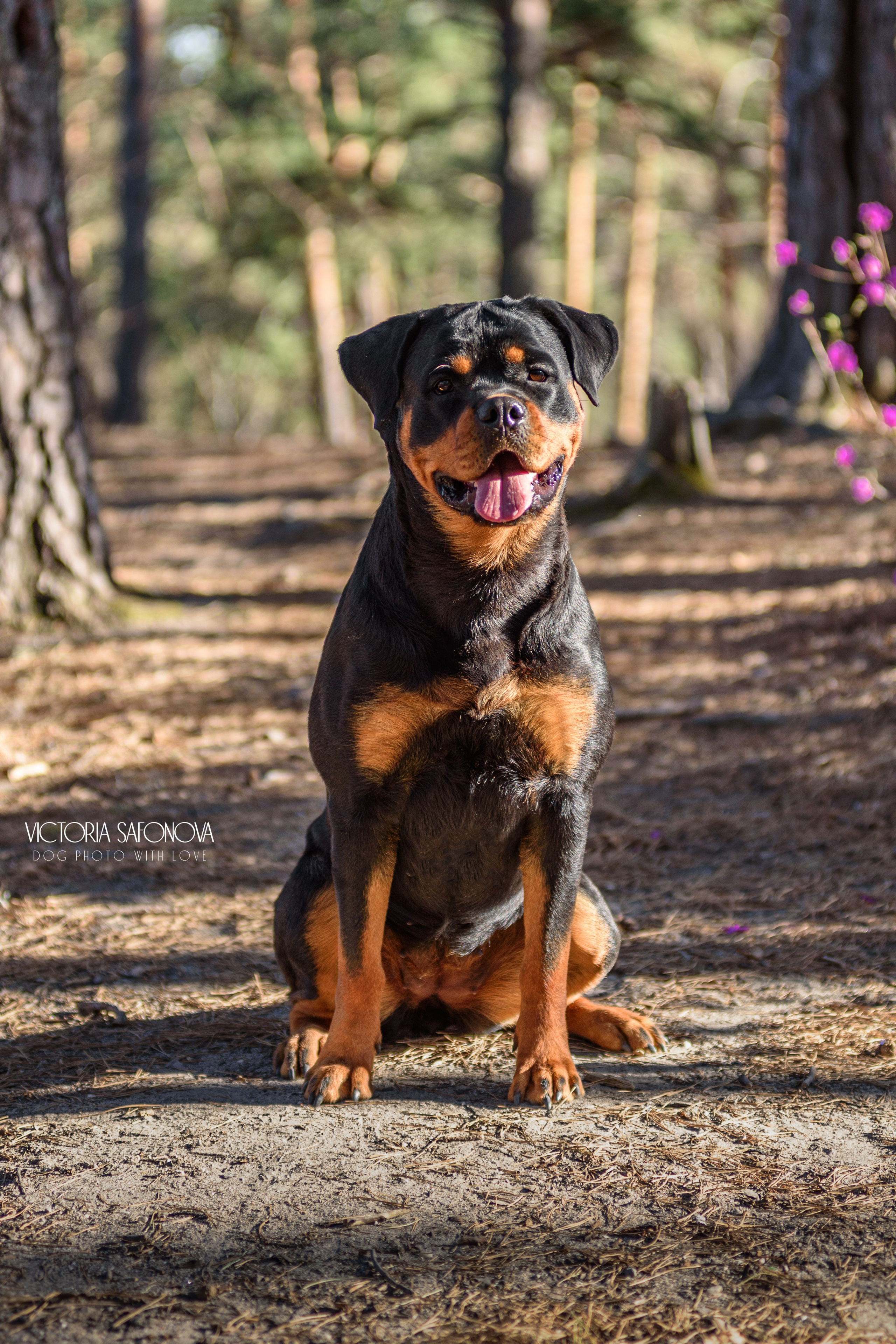 Лера 07.05.2023. Фотограф анималист Благовещенск. Сафонова Виктория