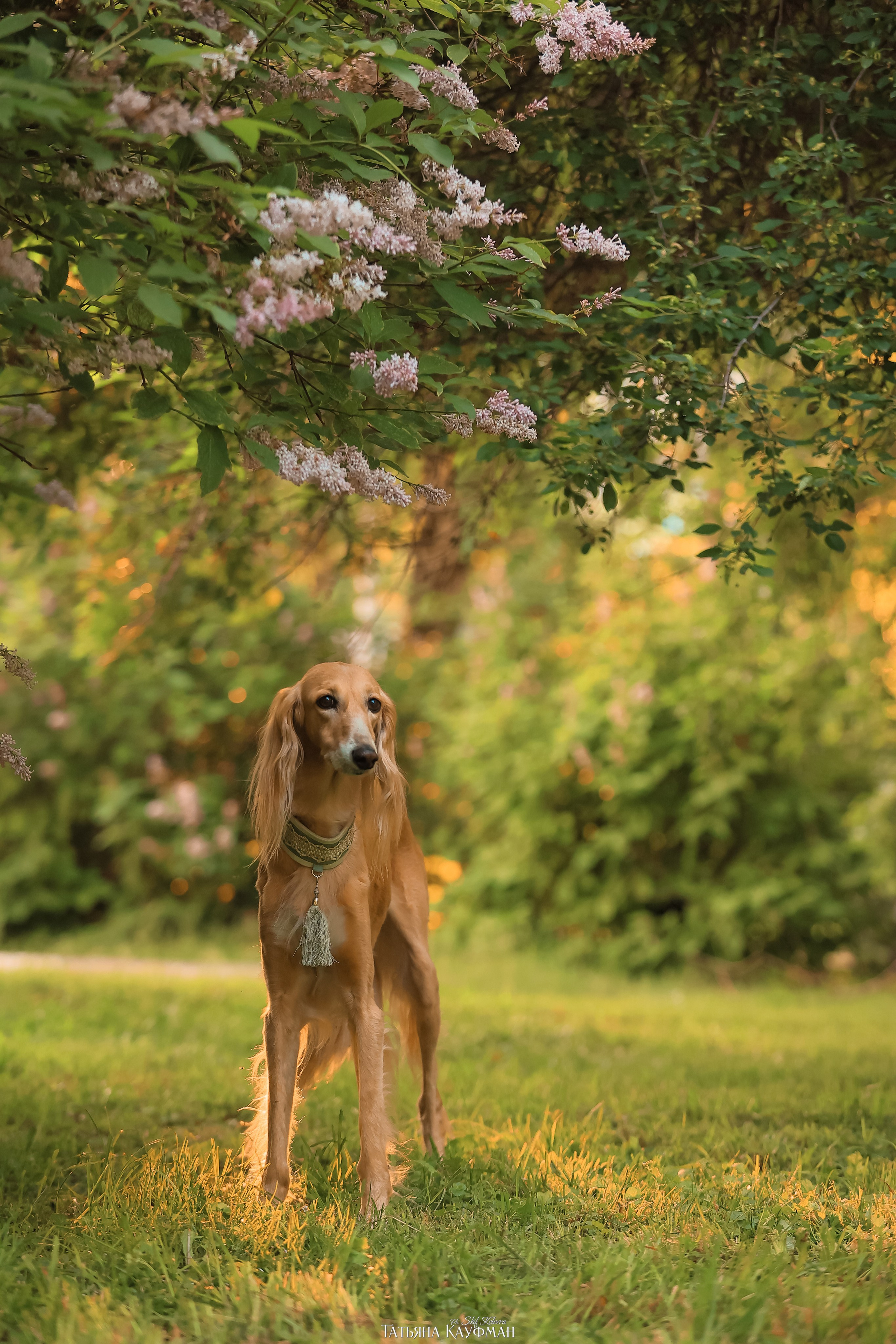 Салюки, фотография салюки, собака в цветах, красивая собака, фотограф анималист, фотокурс Анималистика, научиться фотографировать собак